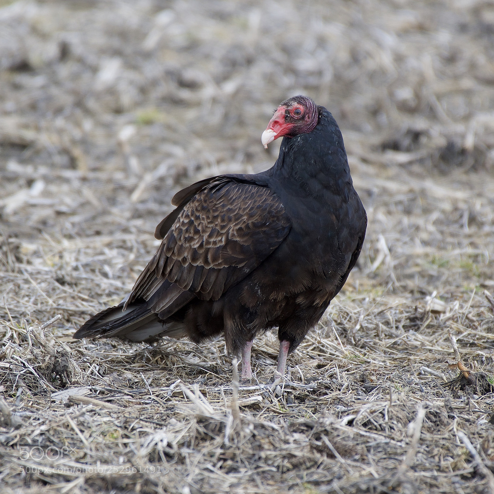 Nikon D500 sample photo. Turkey vulture photography