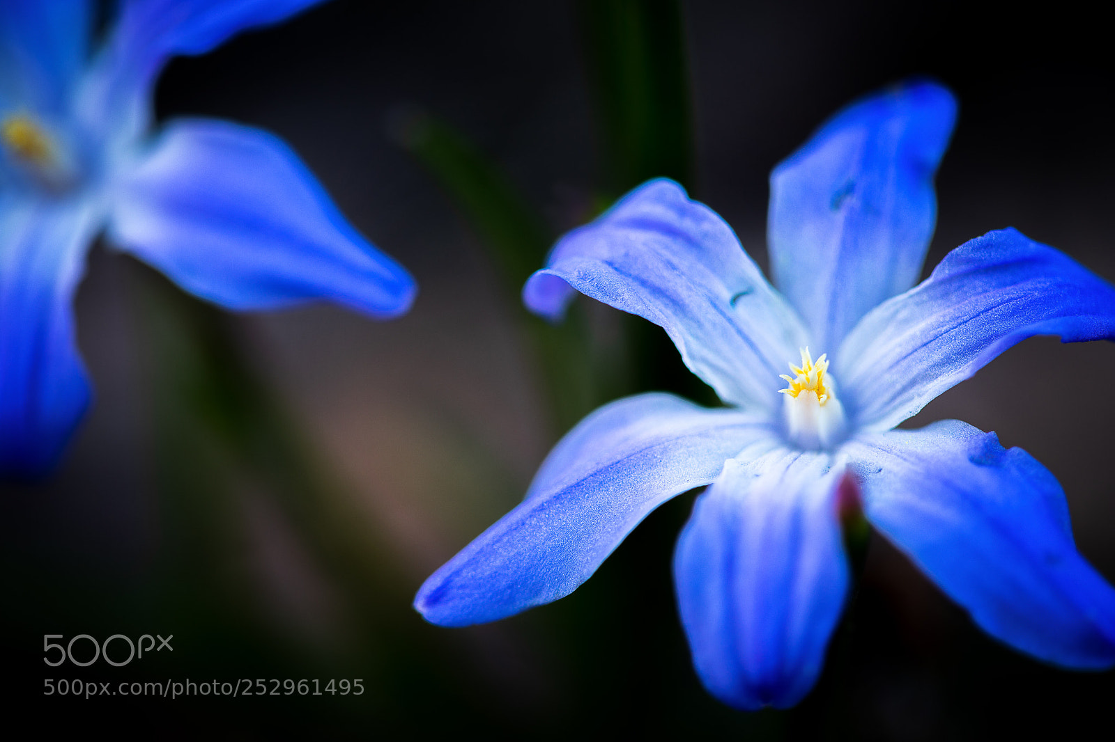 Canon EOS 6D Mark II sample photo. Scilla photography