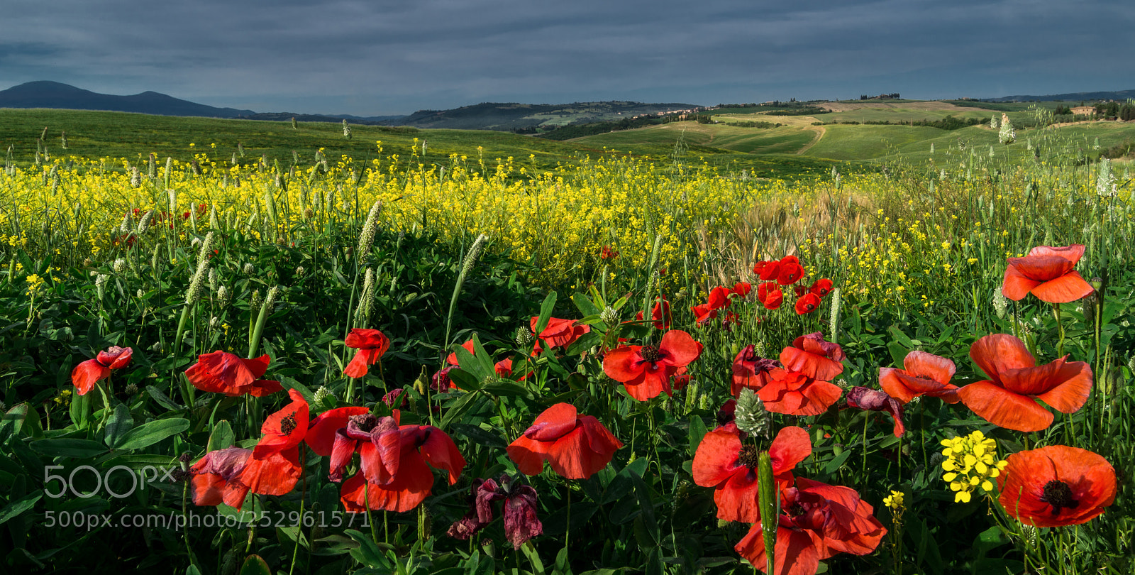 Sony a99 II sample photo. Poppys photography