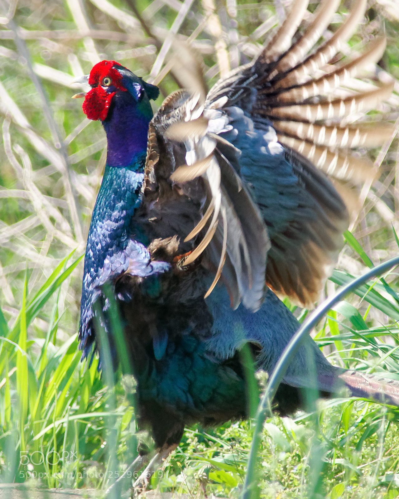 Nikon D500 sample photo. A male pheasant photography