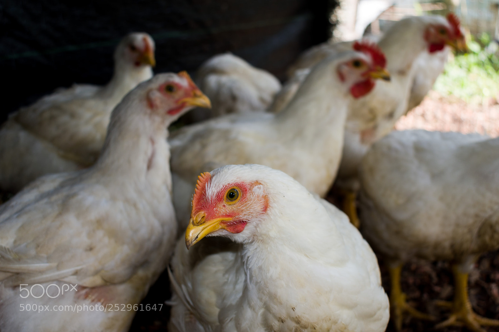 Nikon D5600 sample photo. Chikens and hen photography