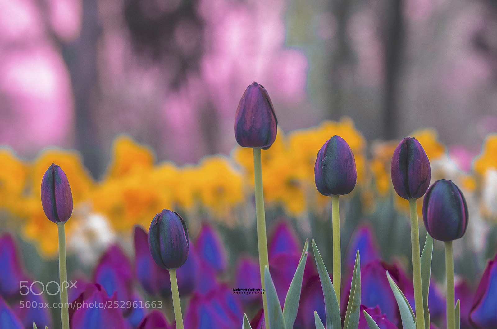Pentax K-3 II sample photo. From the colors i photography