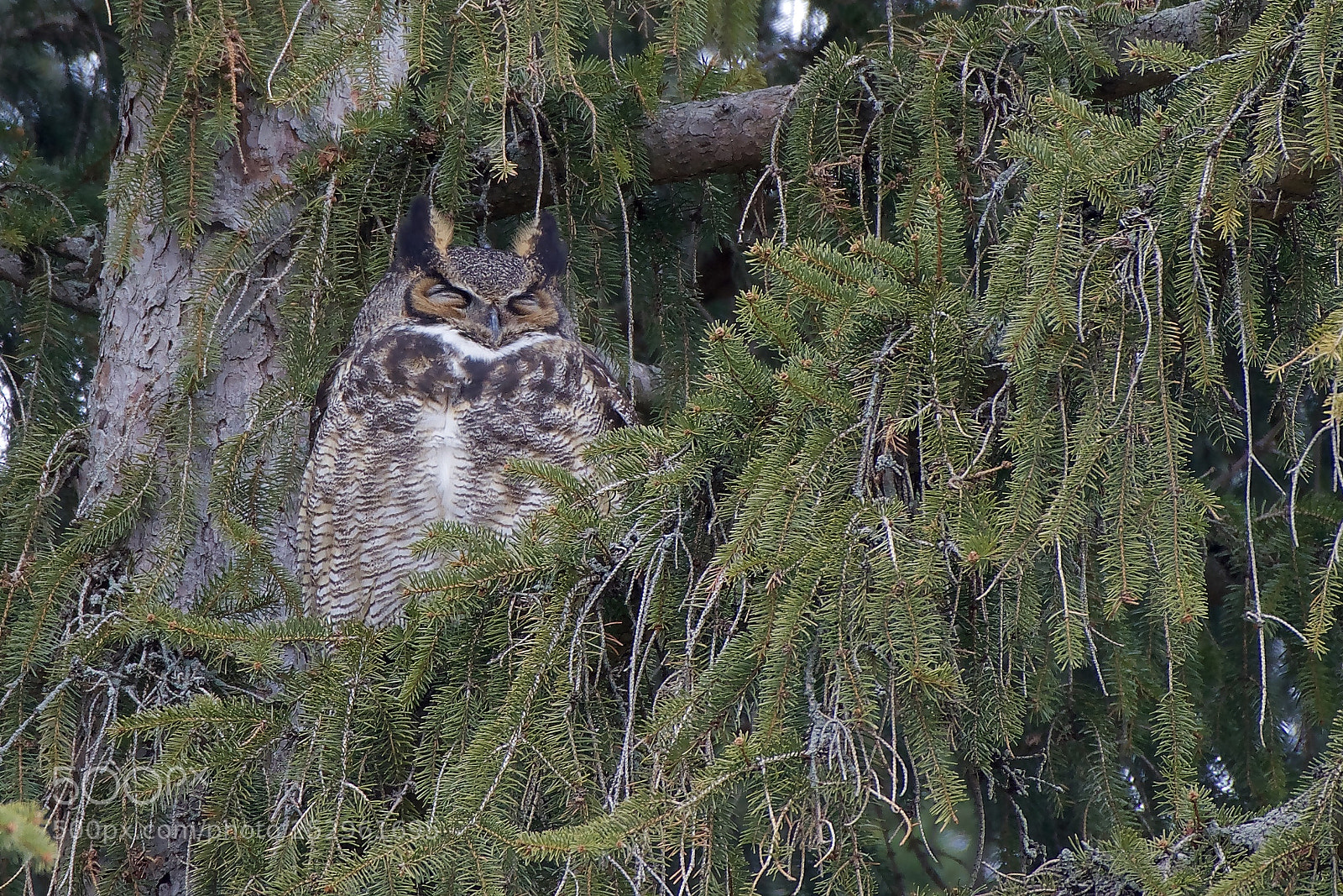 Nikon D500 sample photo. Great horned owl photography