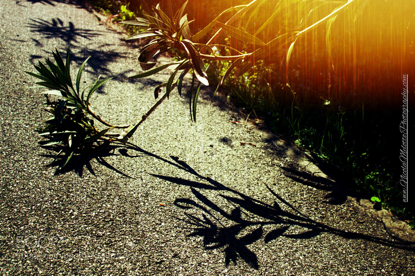 Canon EOS 760D (EOS Rebel T6s / EOS 8000D) sample photo. Shadow  photography