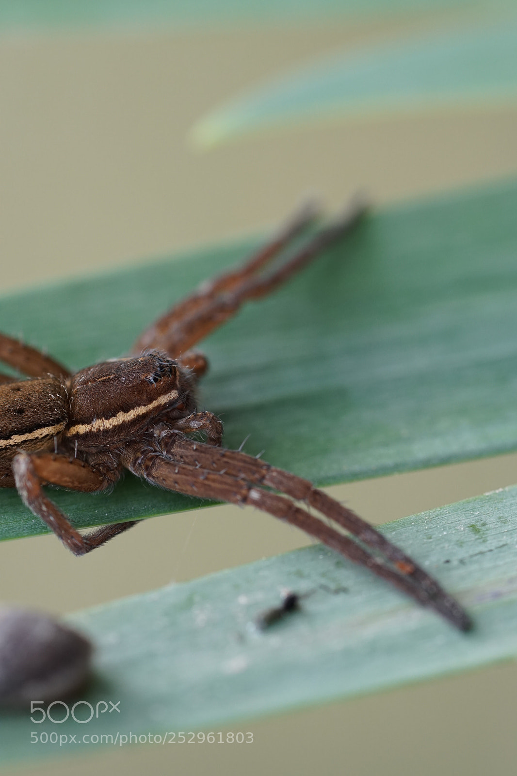 Sony a6500 sample photo. Spider photography