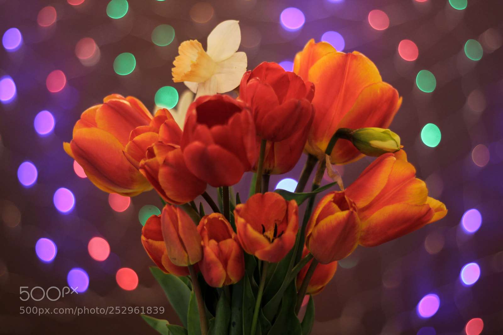 Canon EOS 600D (Rebel EOS T3i / EOS Kiss X5) sample photo. Bokeh and tulips photography