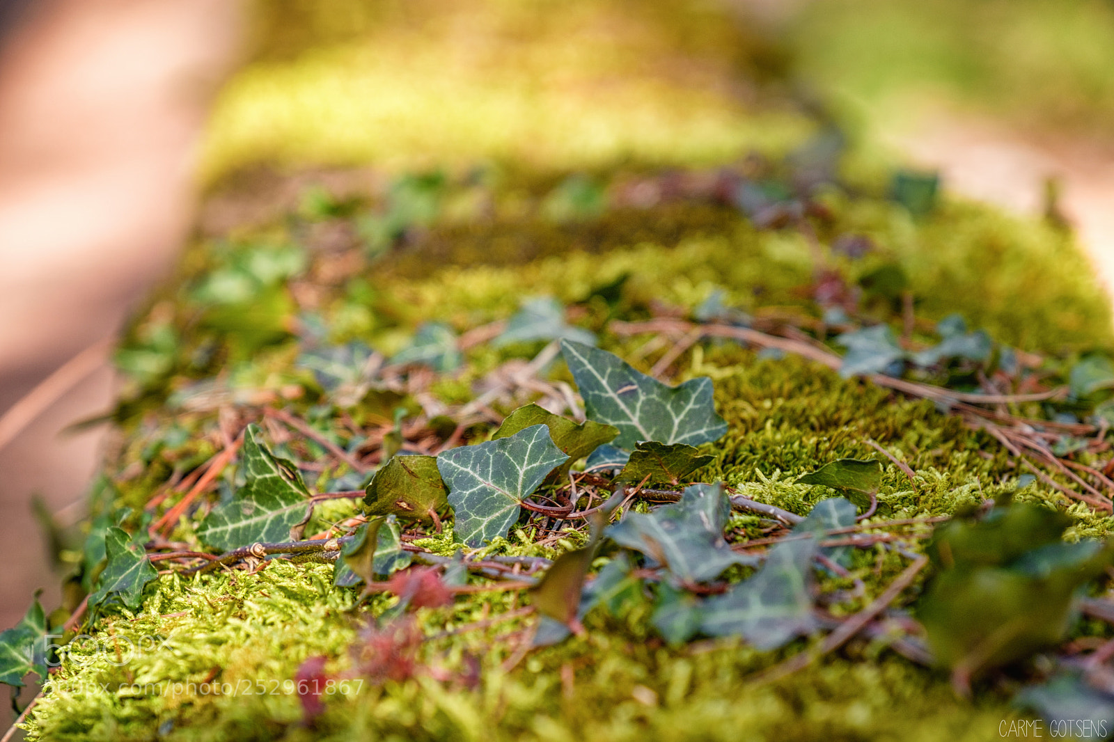 Fujifilm X-T2 sample photo. Enreda’t photography