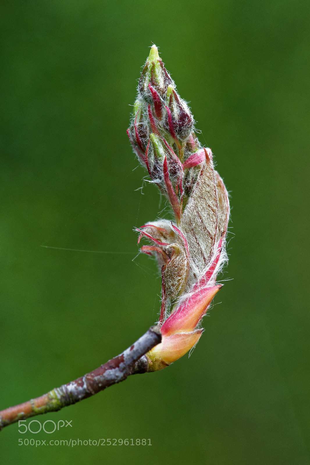 Sony a7 sample photo. Printemps photography