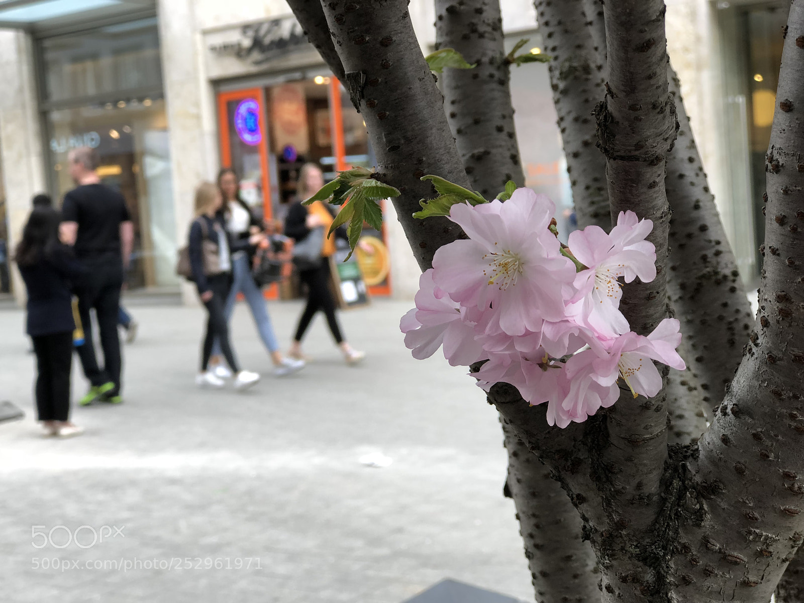 Apple iPhone 8 Plus sample photo. Untitled photography