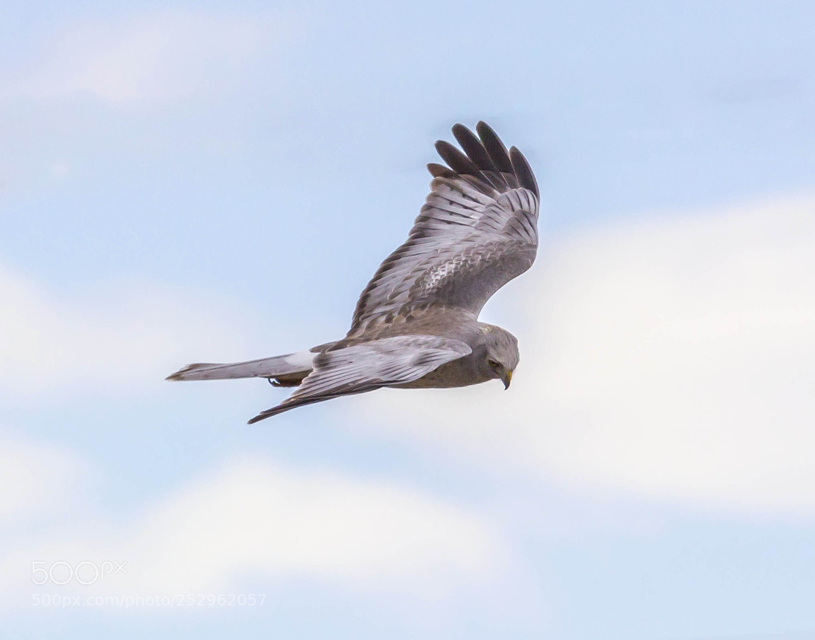 Canon EOS 600D (Rebel EOS T3i / EOS Kiss X5) sample photo. Riding the wind photography