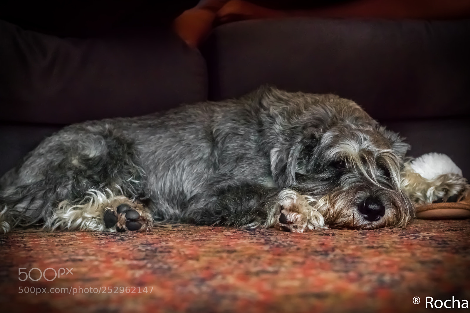Canon EOS 77D (EOS 9000D / EOS 770D) sample photo. Zzzz photography