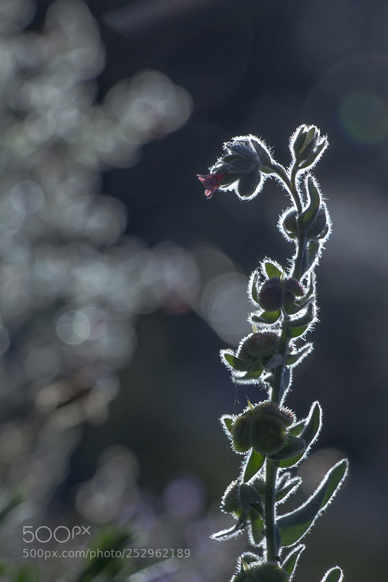 Canon EOS 60D sample photo. Untitled photography