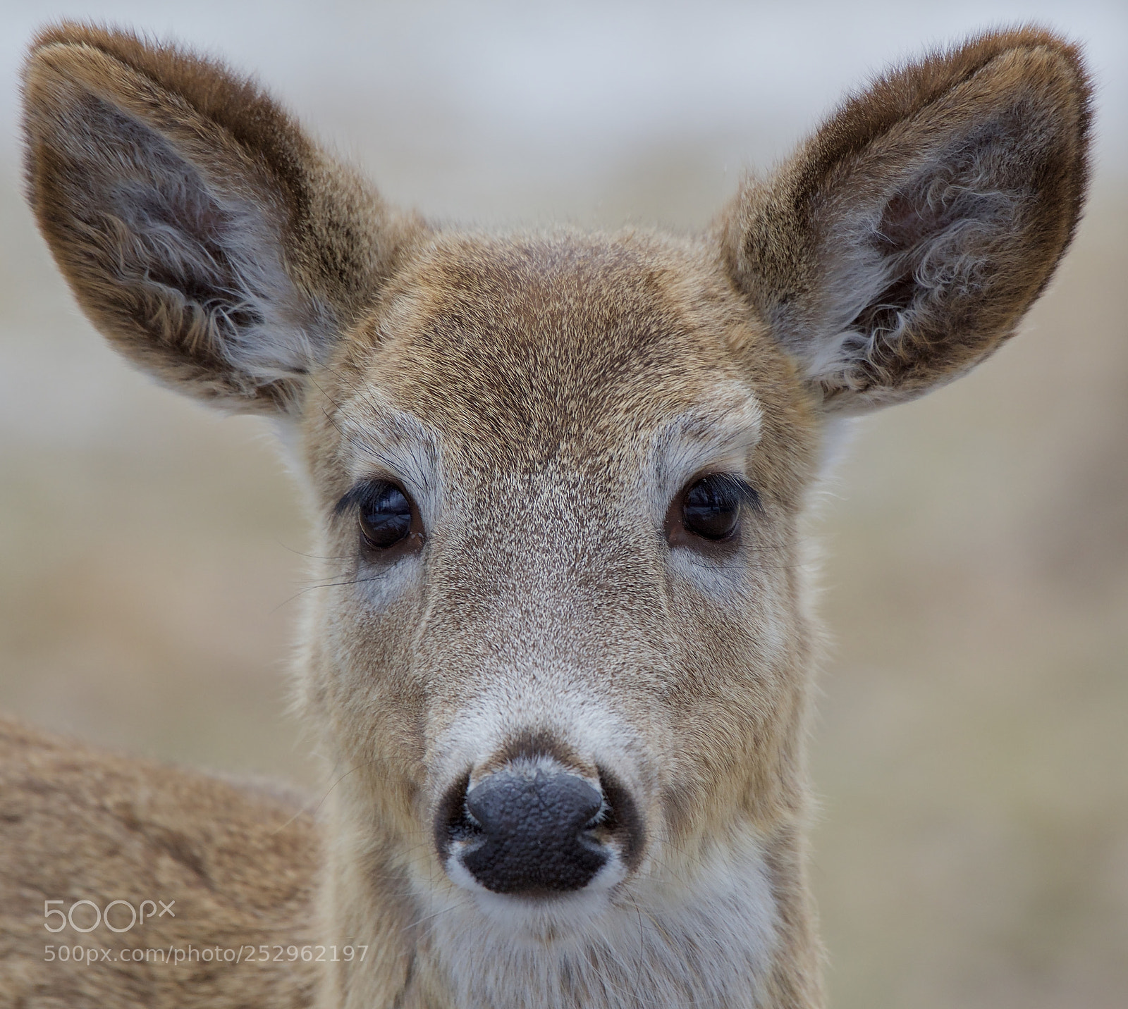 Nikon D500 sample photo. Whitetail doe photography
