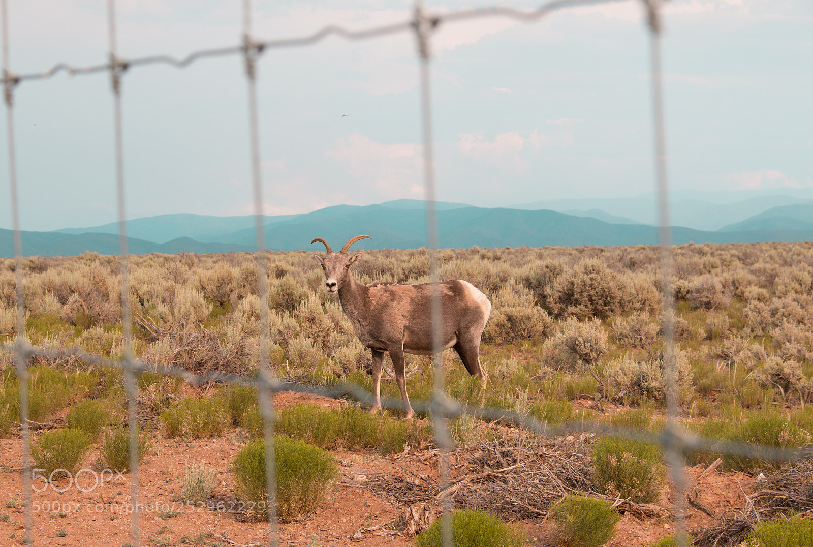 Canon EOS 70D sample photo. Mountain goat from the photography