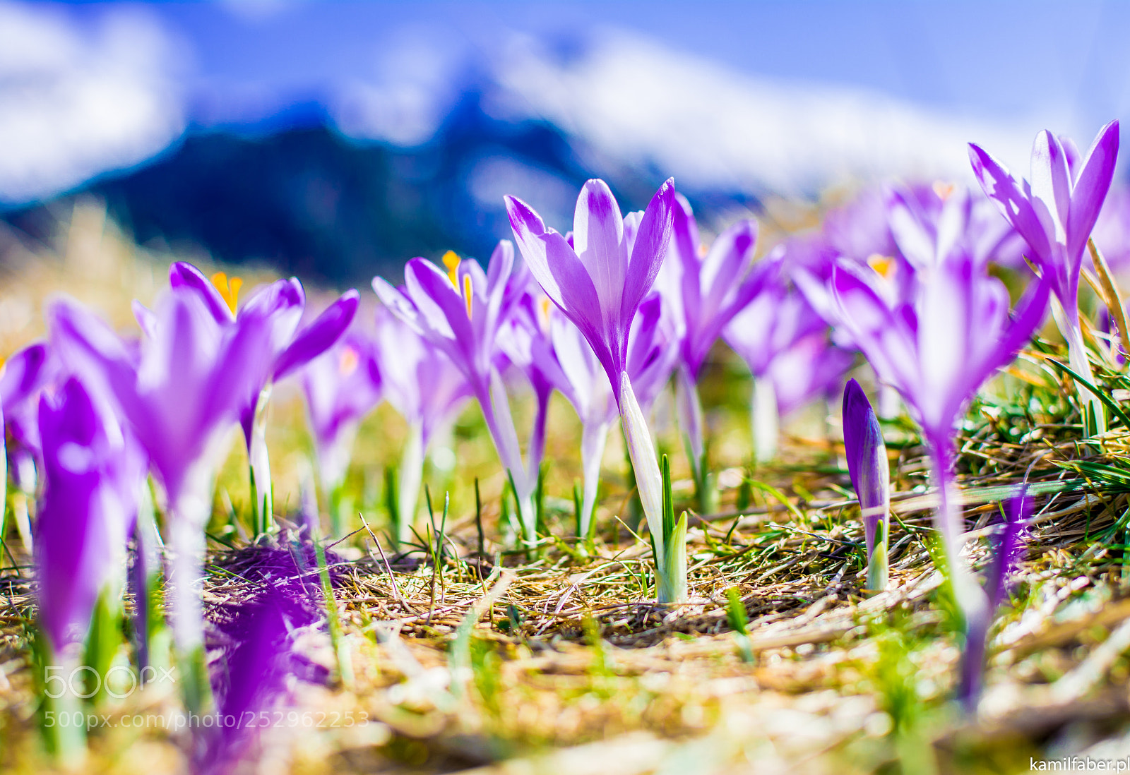 Nikon D5200 sample photo. Crocuses. photography