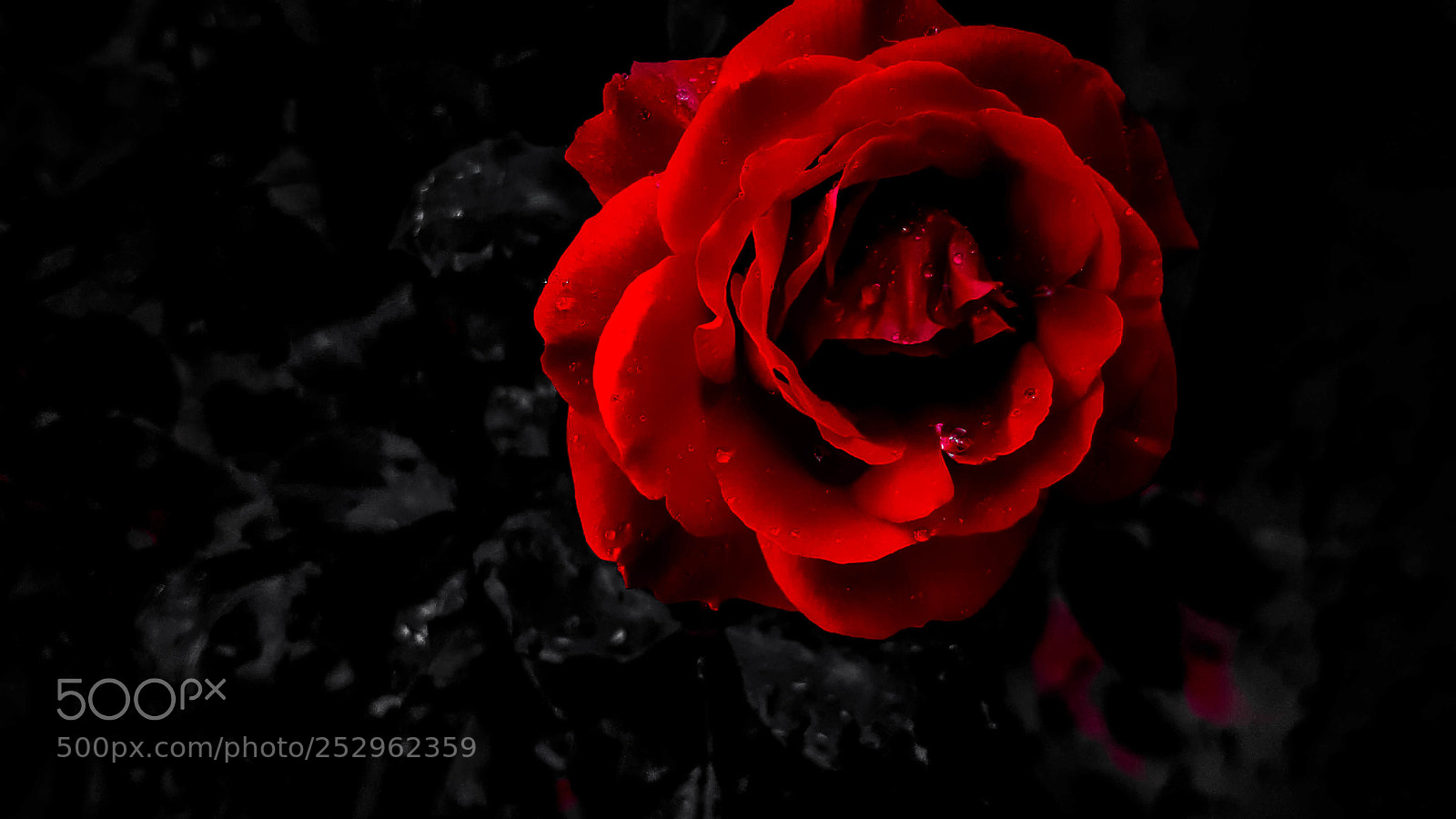 Samsung Galaxy S7 sample photo. Red rose galaxy s7 photography