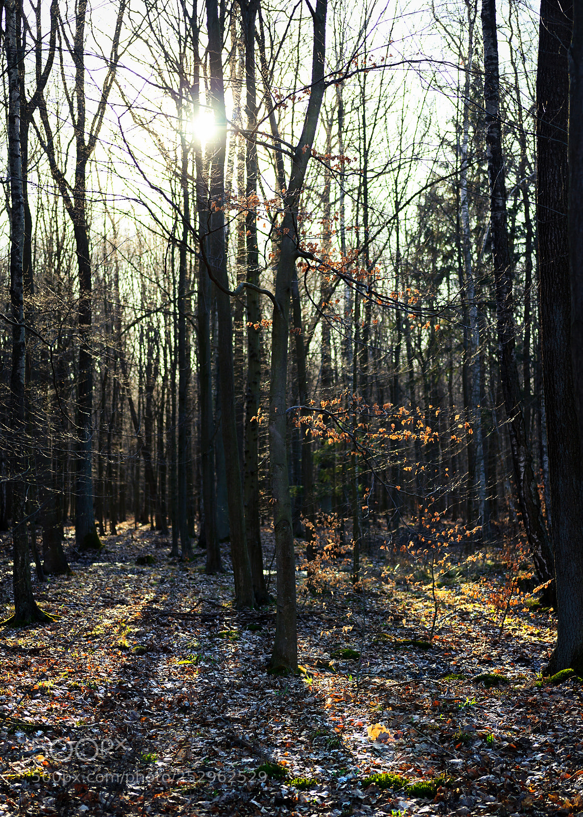 Canon EOS 60D sample photo. Rezerwat wiączyn #3 photography