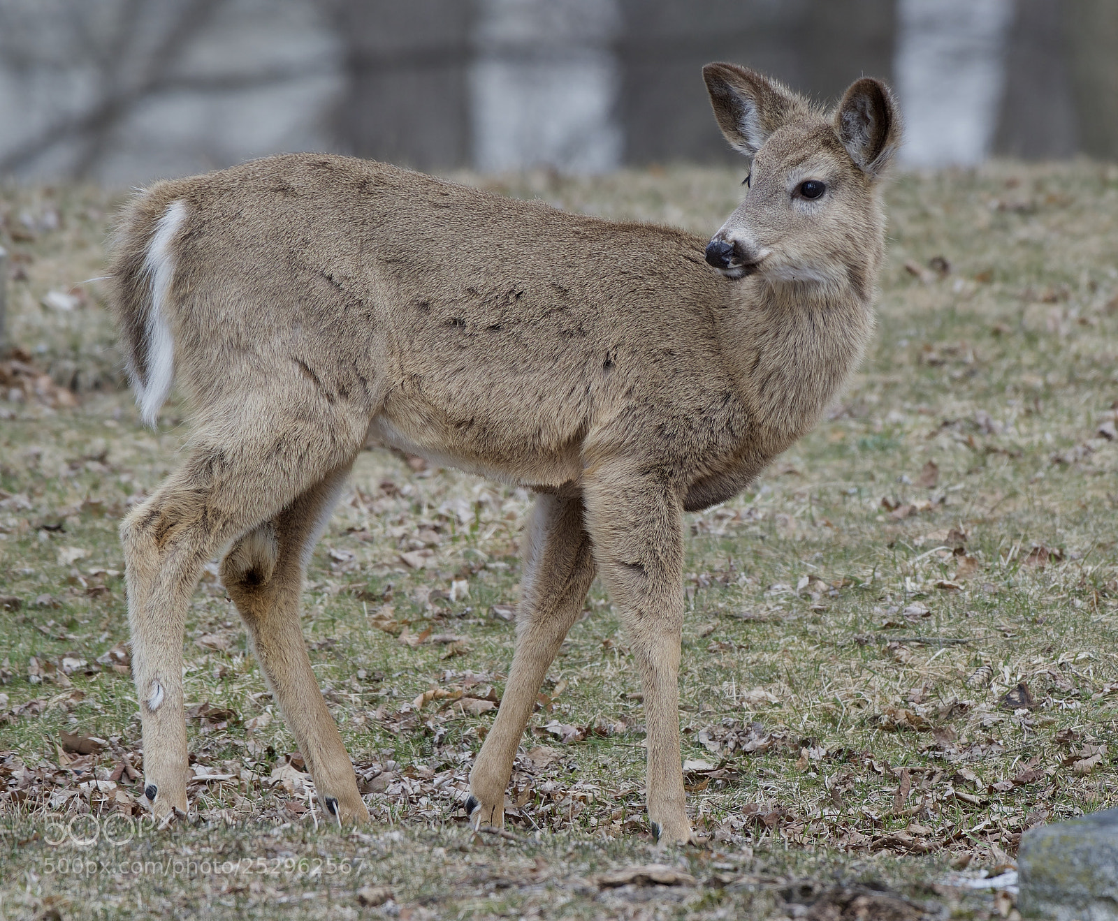 Nikon D500 sample photo. White tail fawn photography