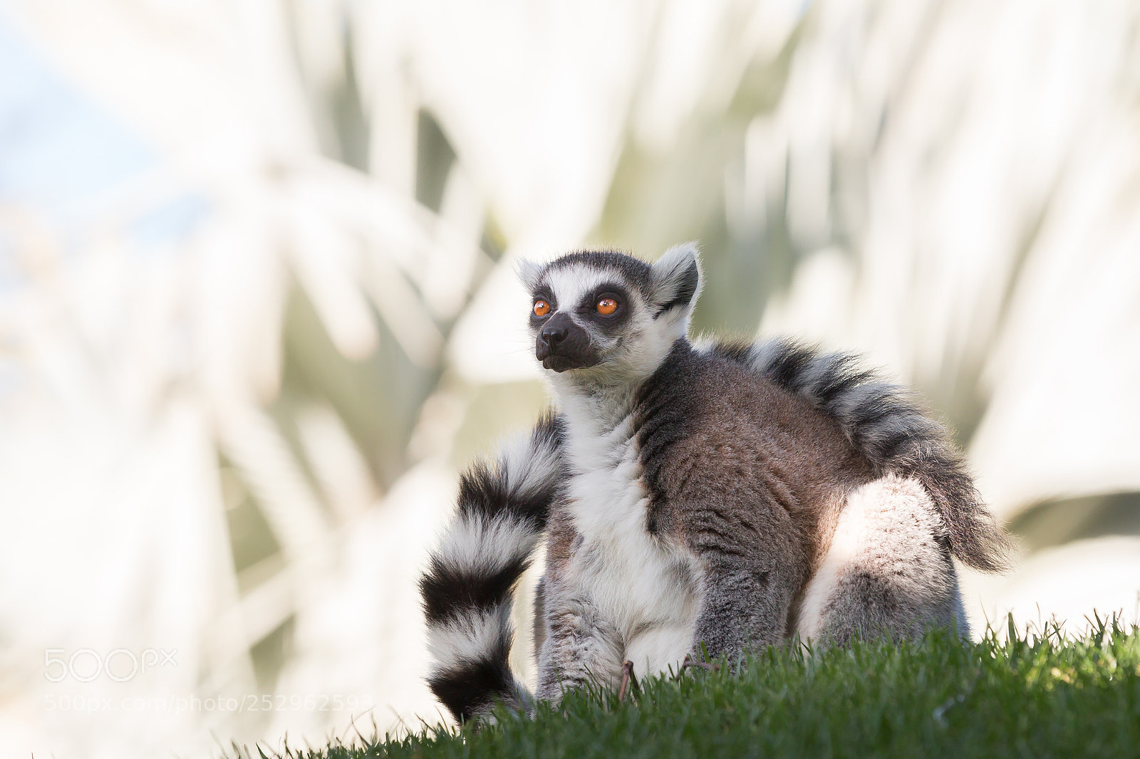 Canon EOS 70D sample photo. Lemur photography