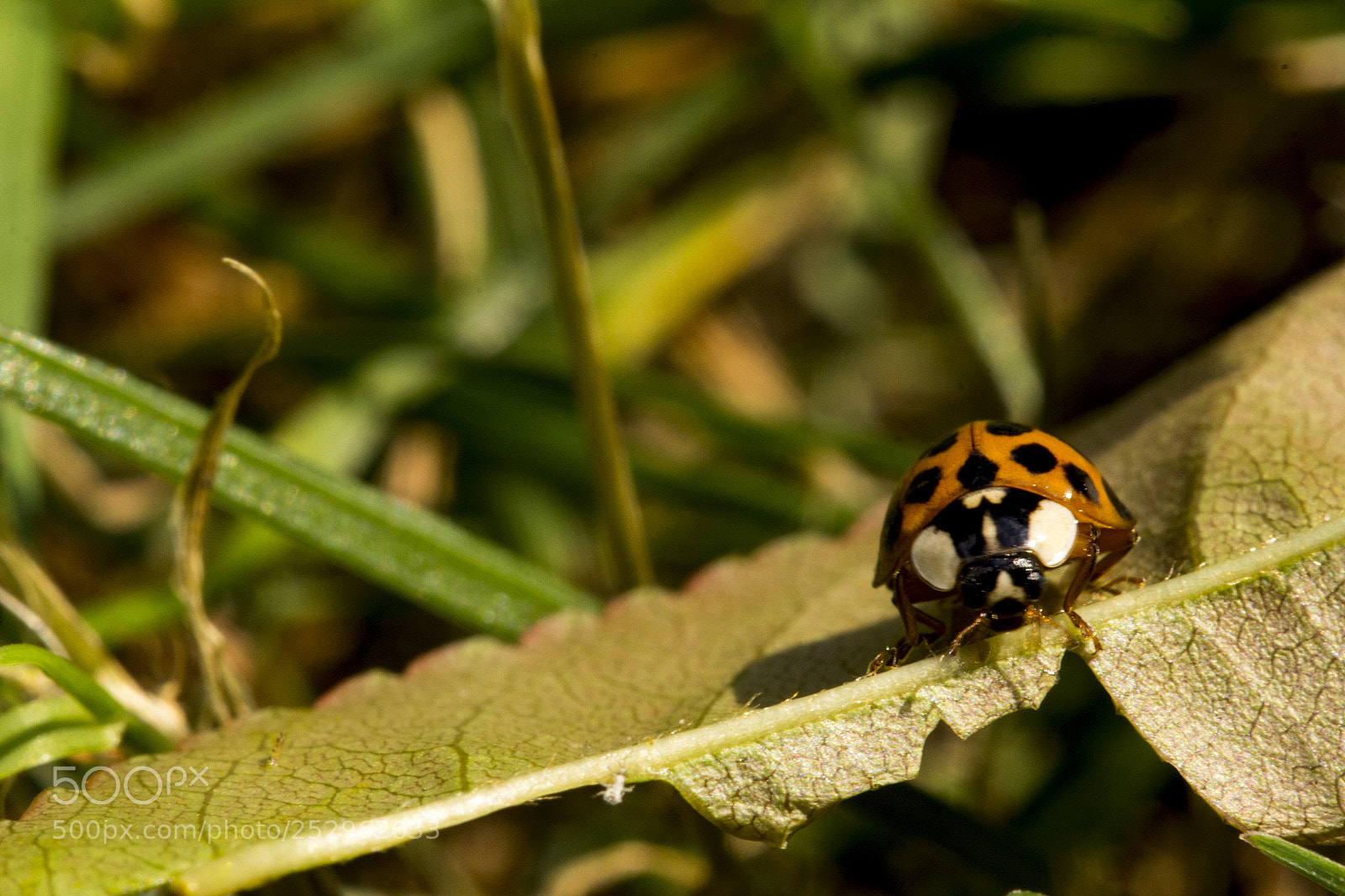 Canon EOS 600D (Rebel EOS T3i / EOS Kiss X5) sample photo. You're talking to me? photography