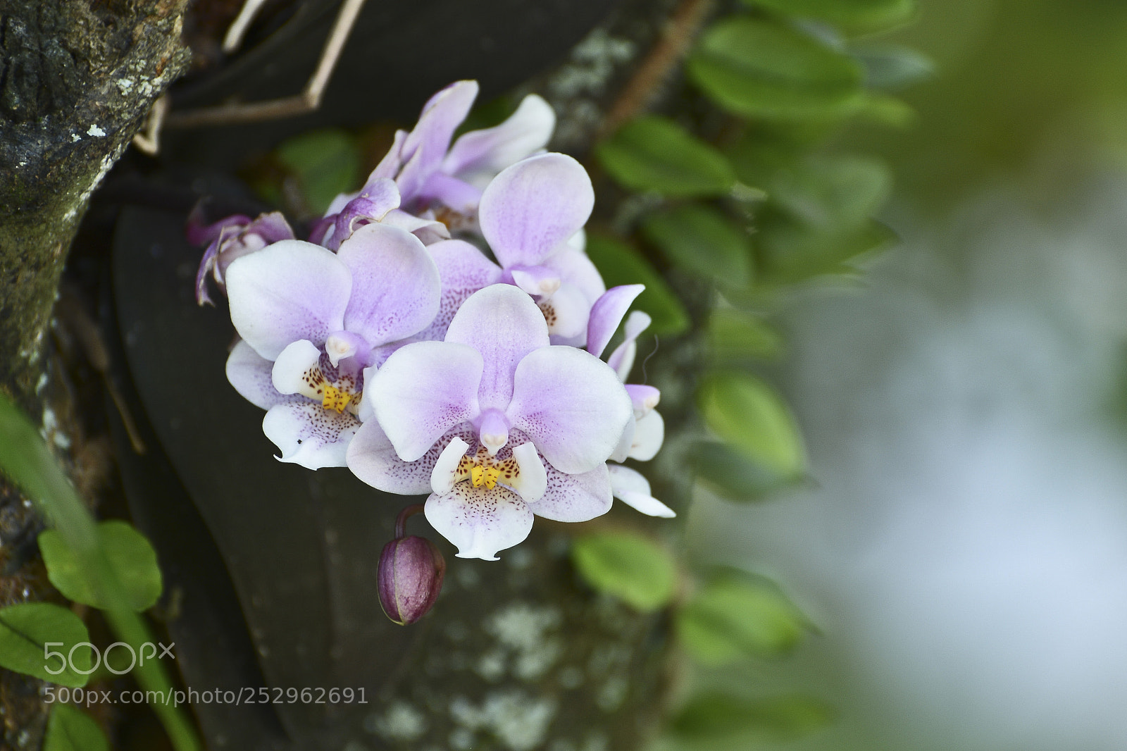 Nikon D7100 sample photo. Divina flor. photography