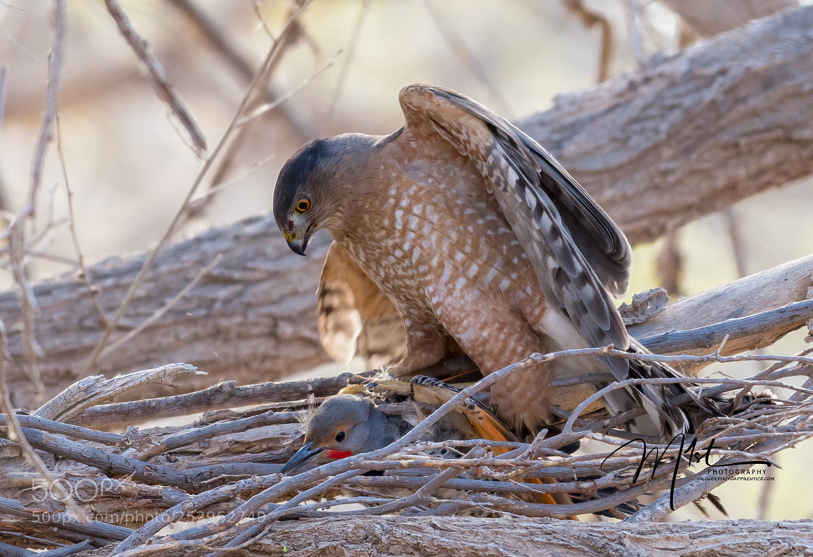 Nikon D500 sample photo. Coopers on northern flicker photography