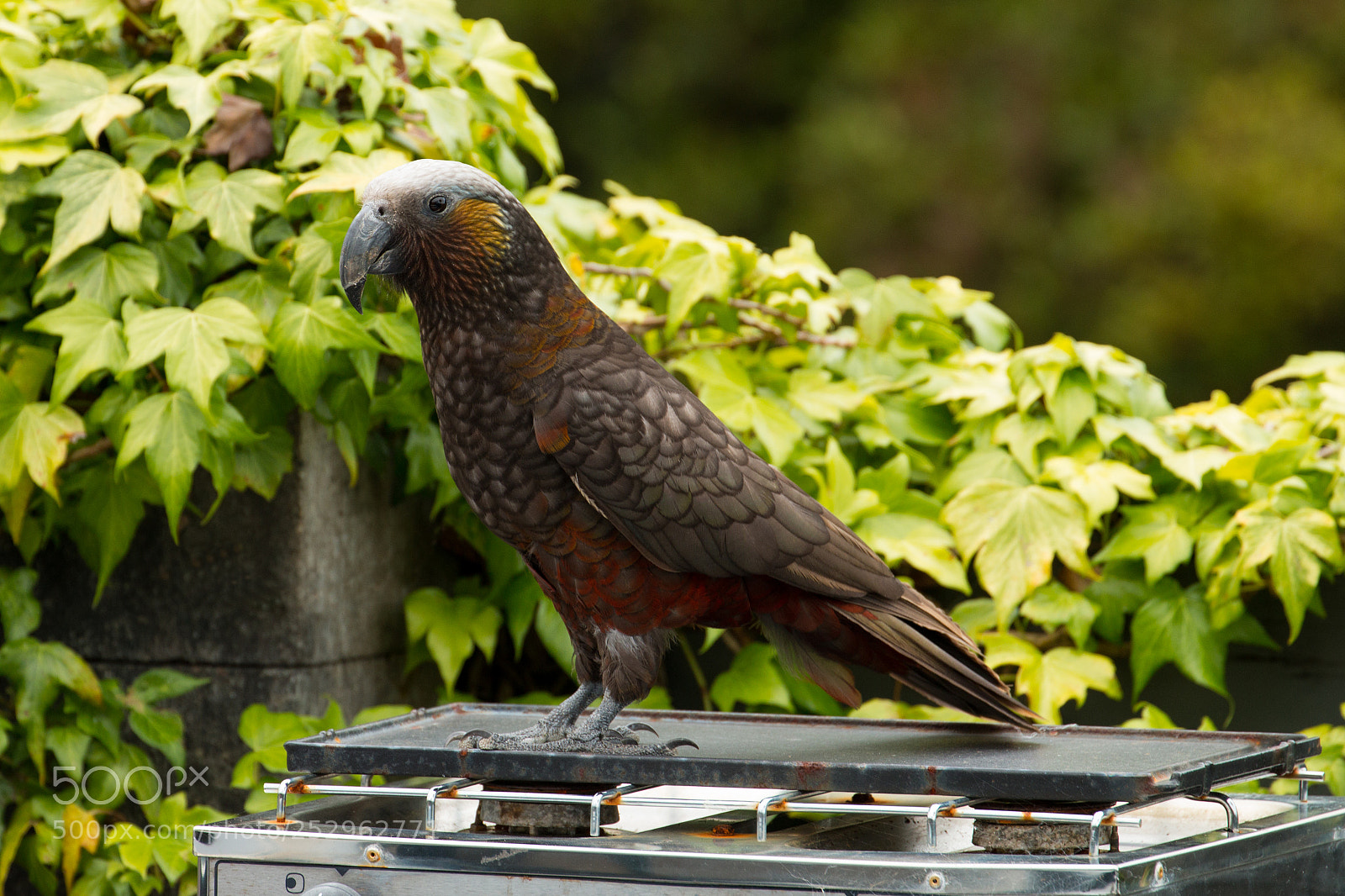 Canon EOS 70D sample photo. Kaka on a barbie photography