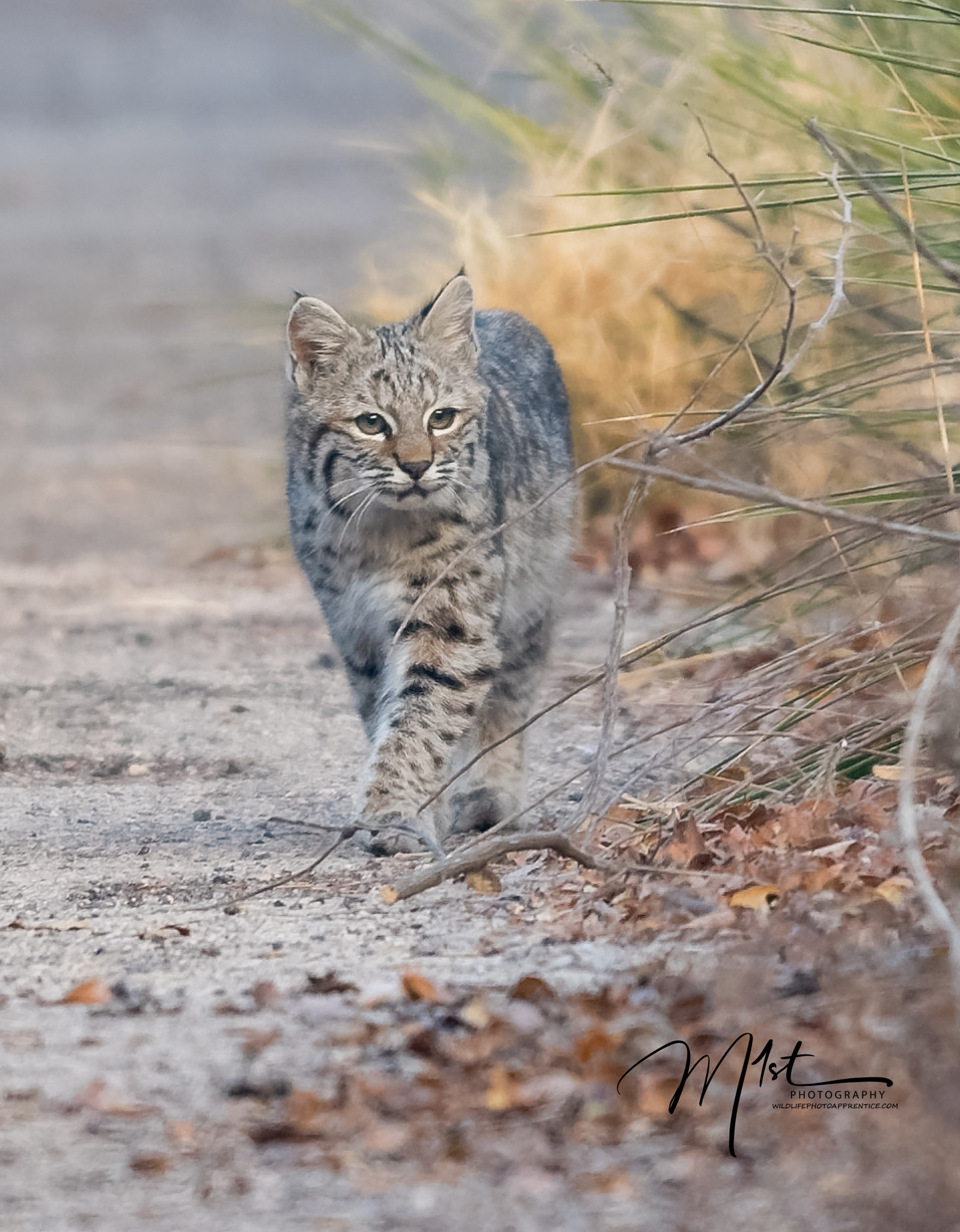 Nikon D500 + Nikon AF-S Nikkor 500mm F4G ED VR sample photo. Immature bobcat photography
