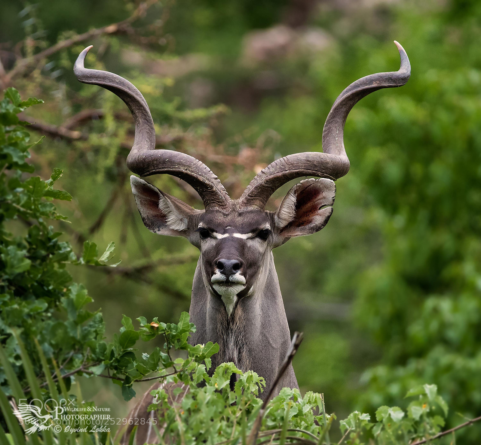 Canon EOS-1D X Mark II sample photo. Beautiful kudu photography
