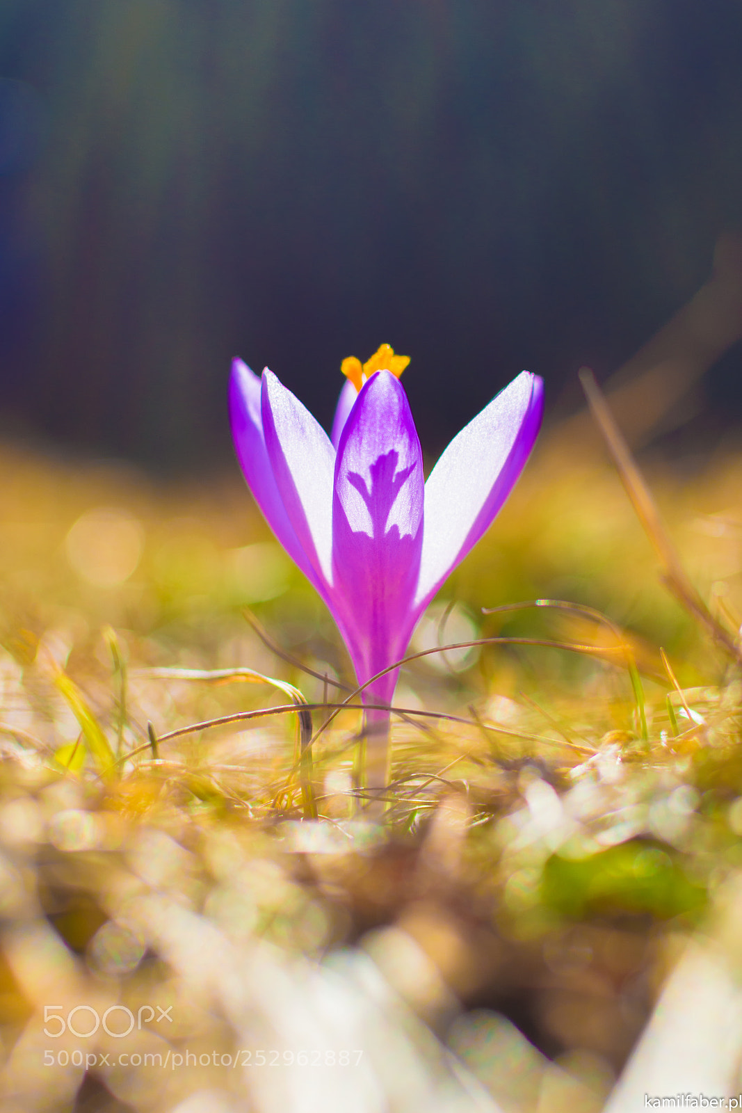 Nikon D5200 sample photo. Hocus crocus photography