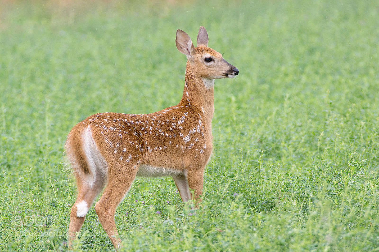 Sony SLT-A77 sample photo. White-tailed deer fawn photography