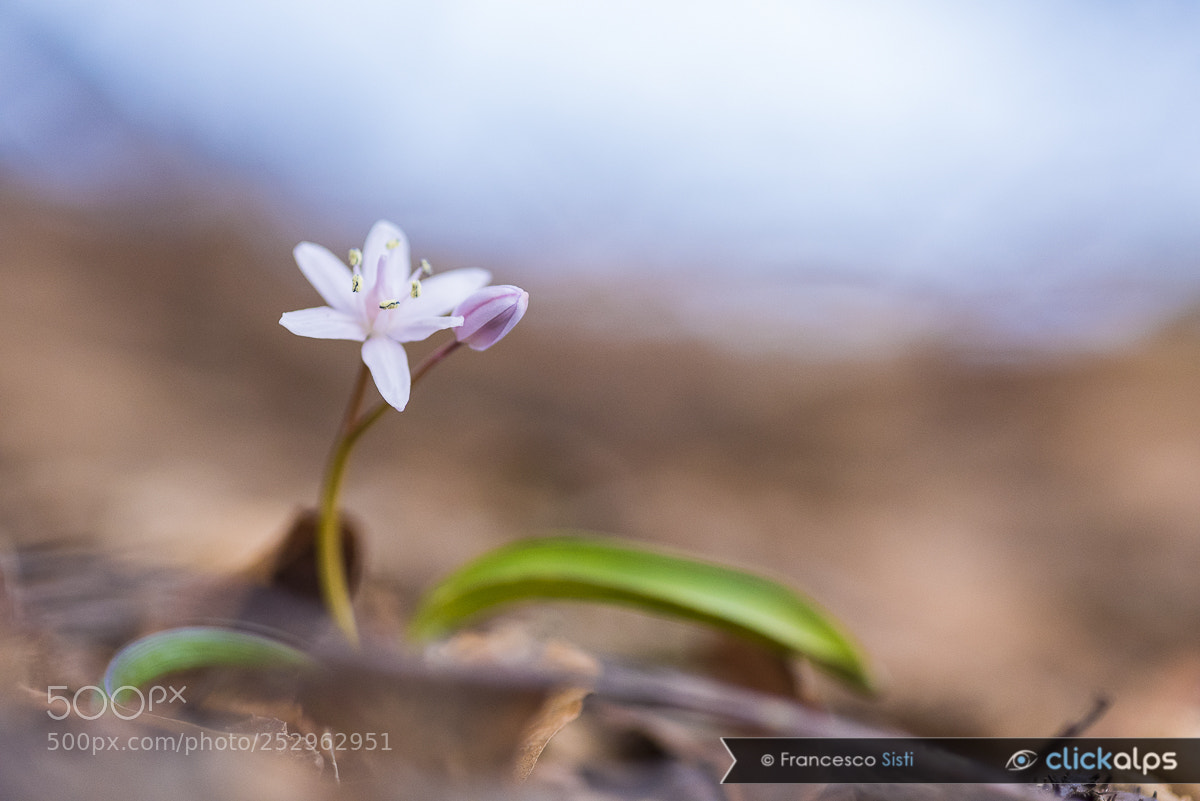 Nikon D810 sample photo. The beauty of the photography
