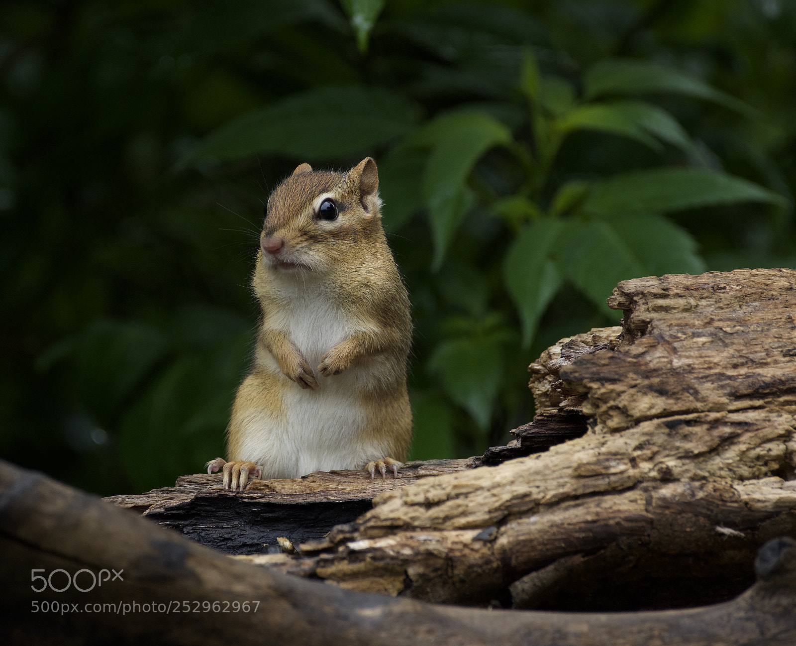 Pentax K-3 sample photo. Chipmunk on log photography