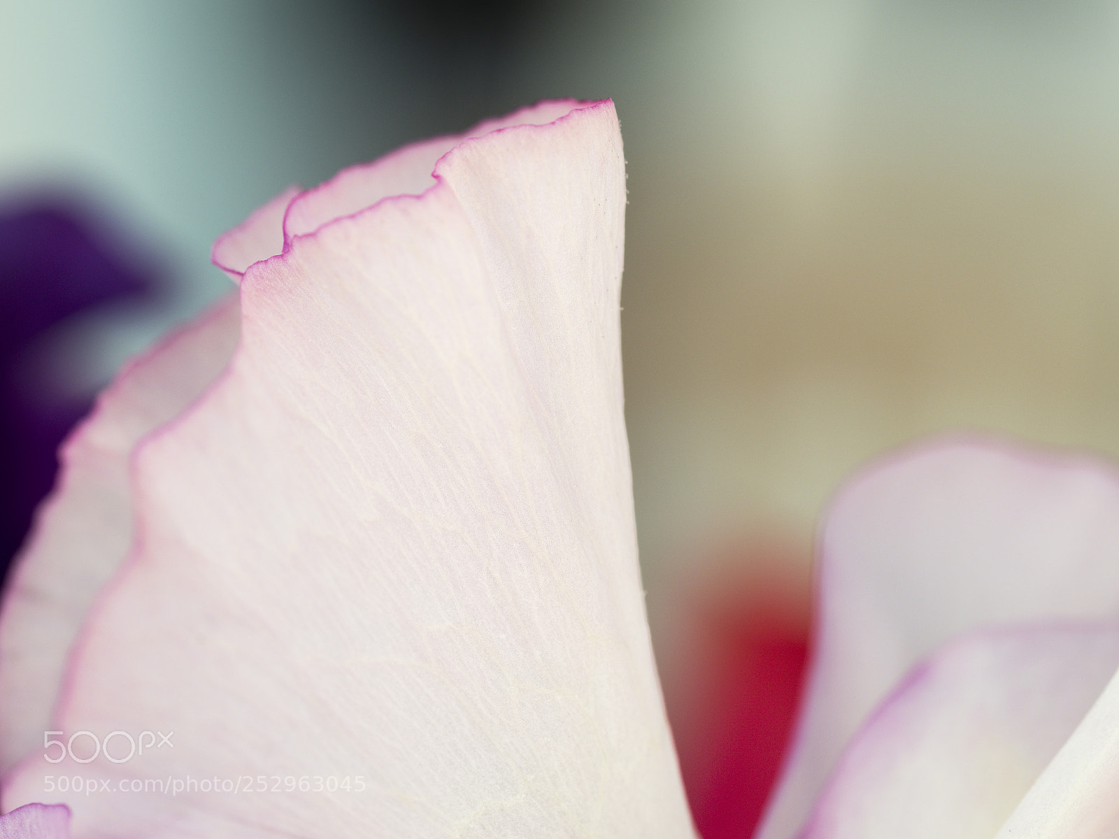 Olympus OM-D E-M1 Mark II sample photo. Trilogy of flowers photography