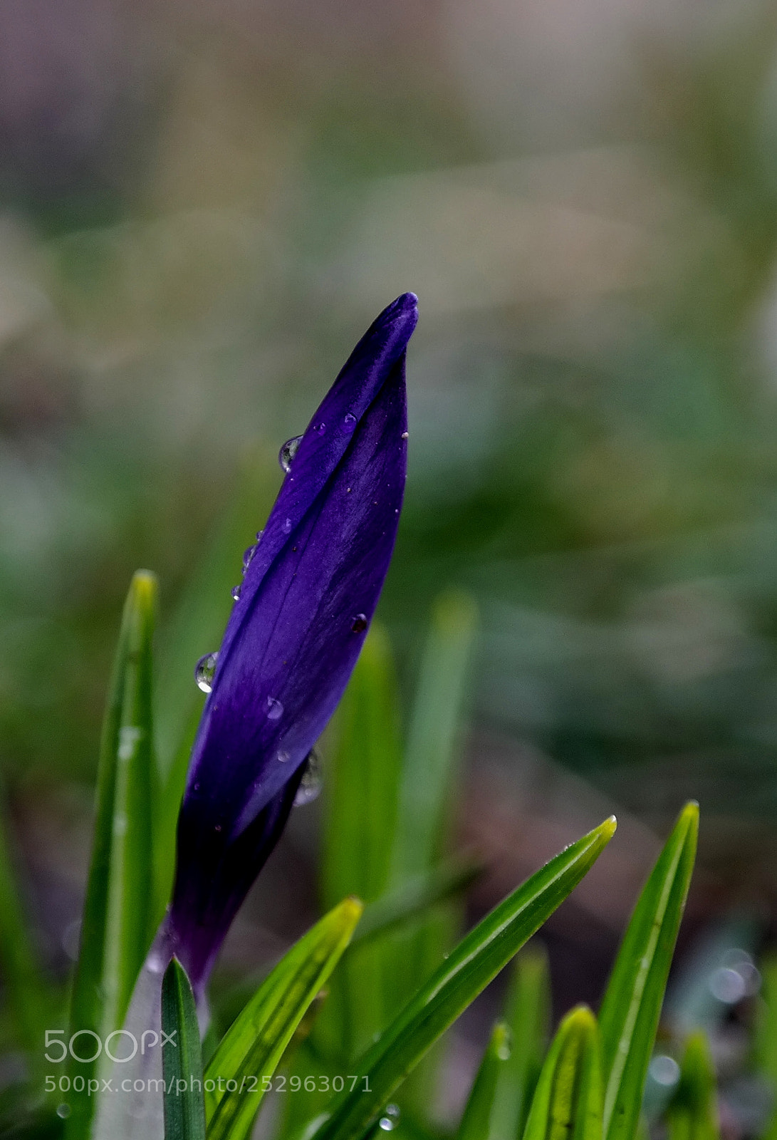 Samsung NX300 sample photo. Springtime photography