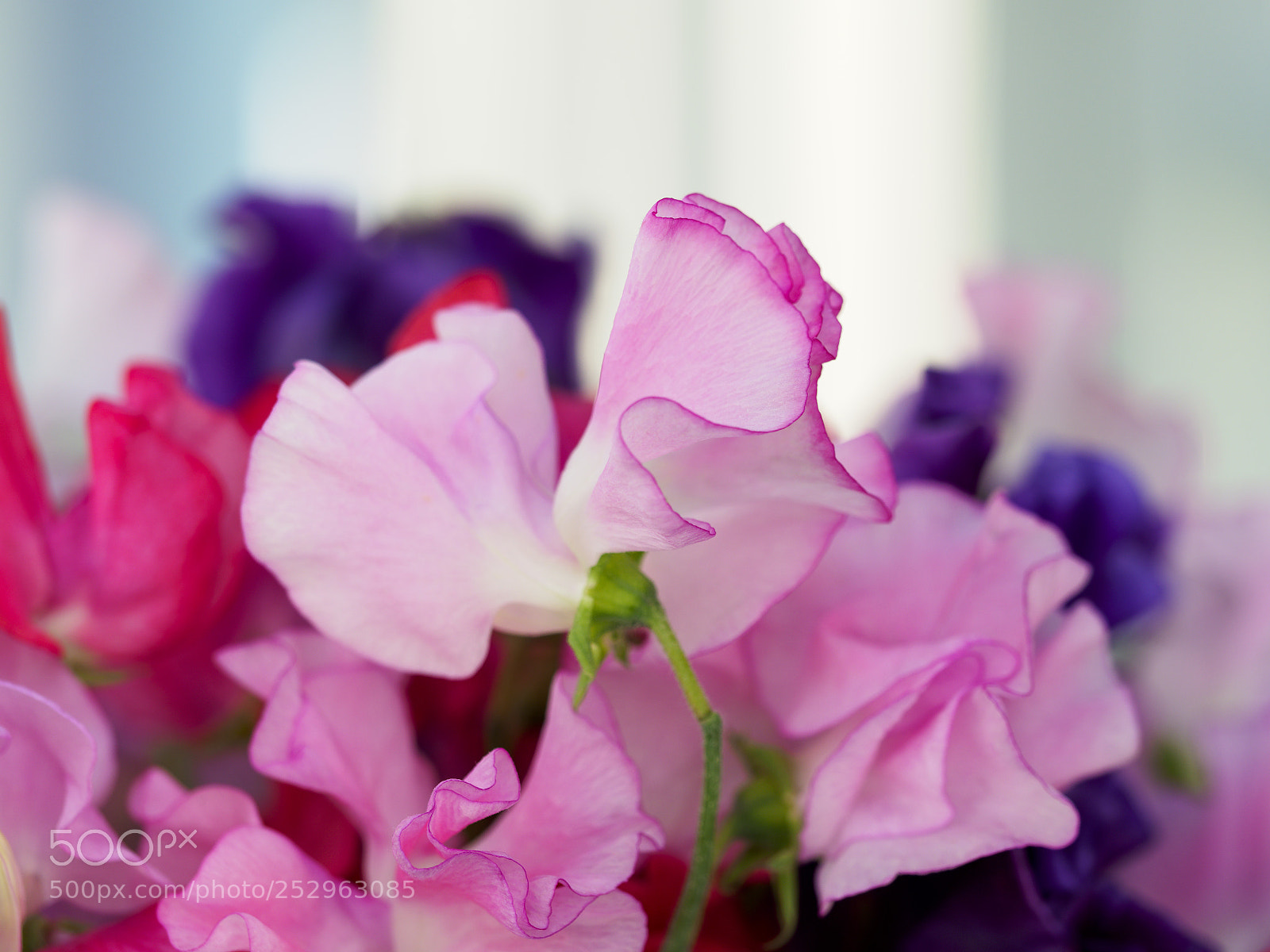 Olympus OM-D E-M1 Mark II sample photo. Trilogy of flowers photography