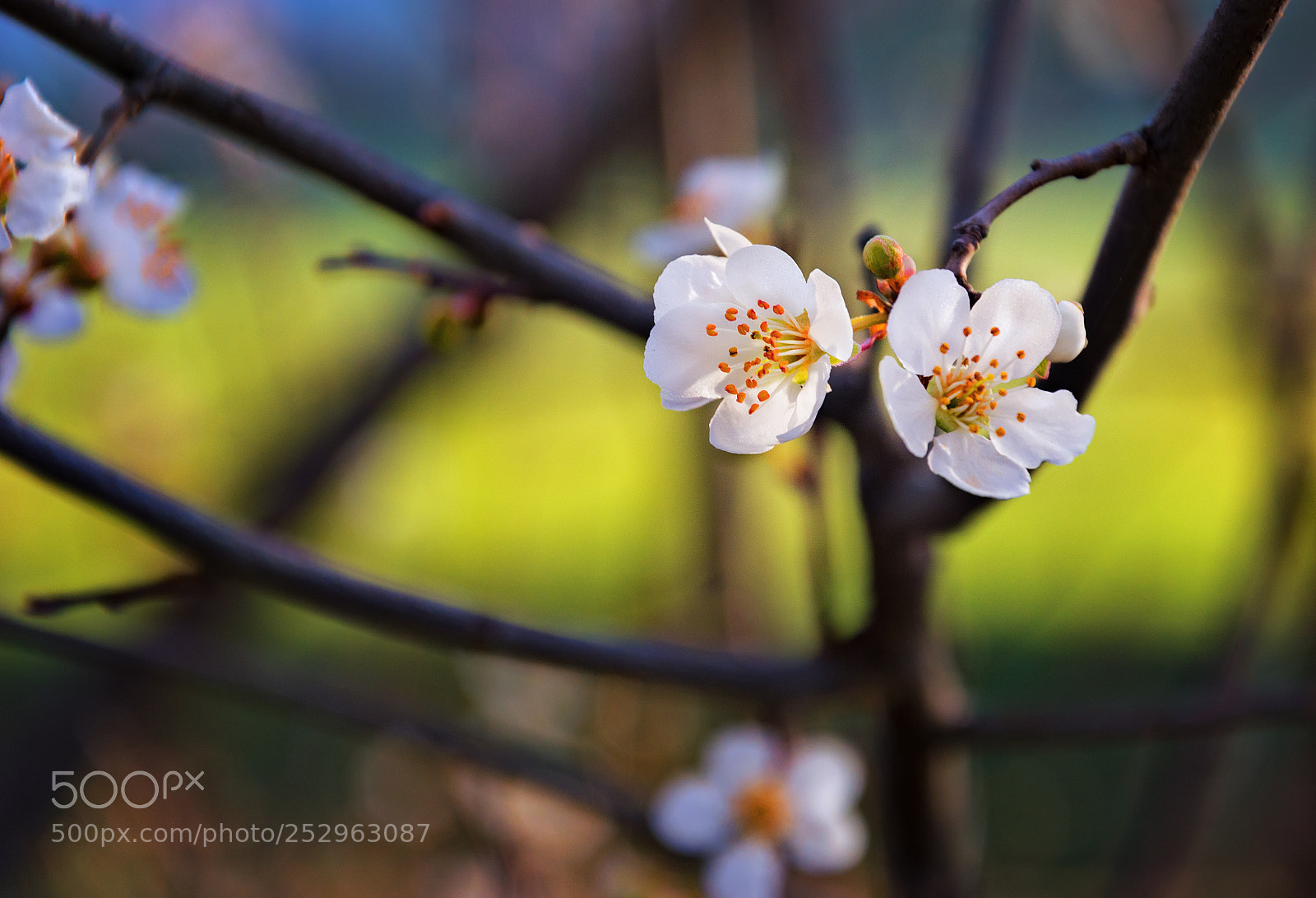 Nikon D5200 sample photo. Spring... photography