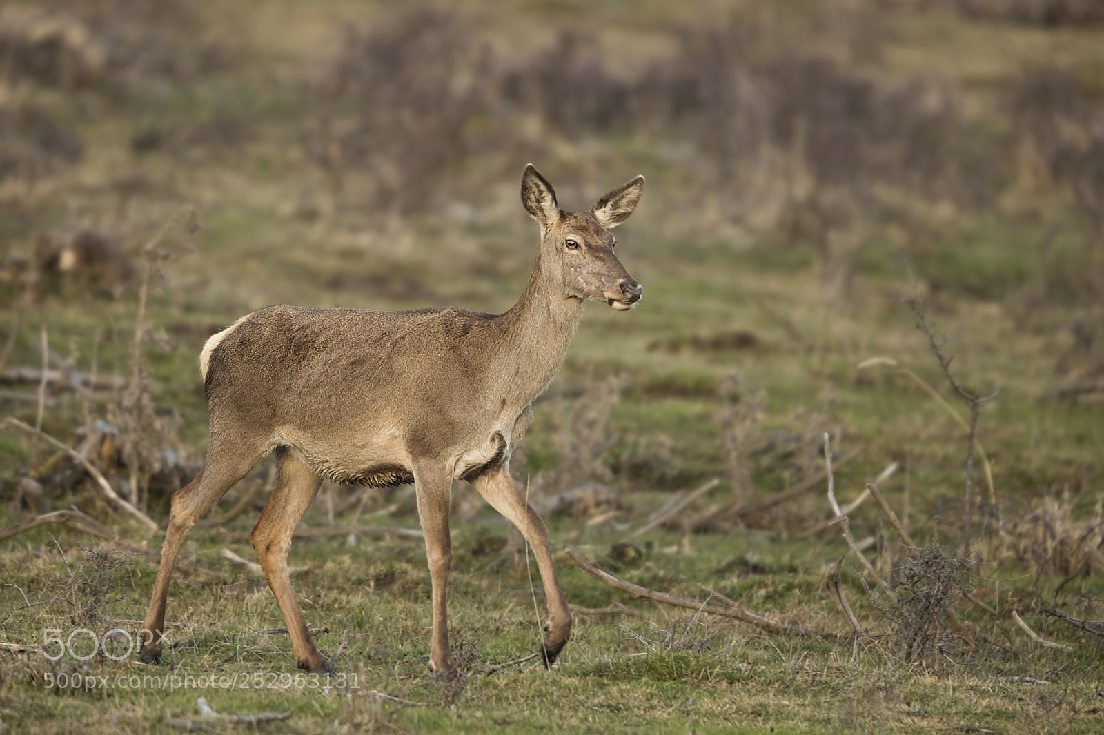 Canon EOS 5DS R sample photo. Red deer female photography