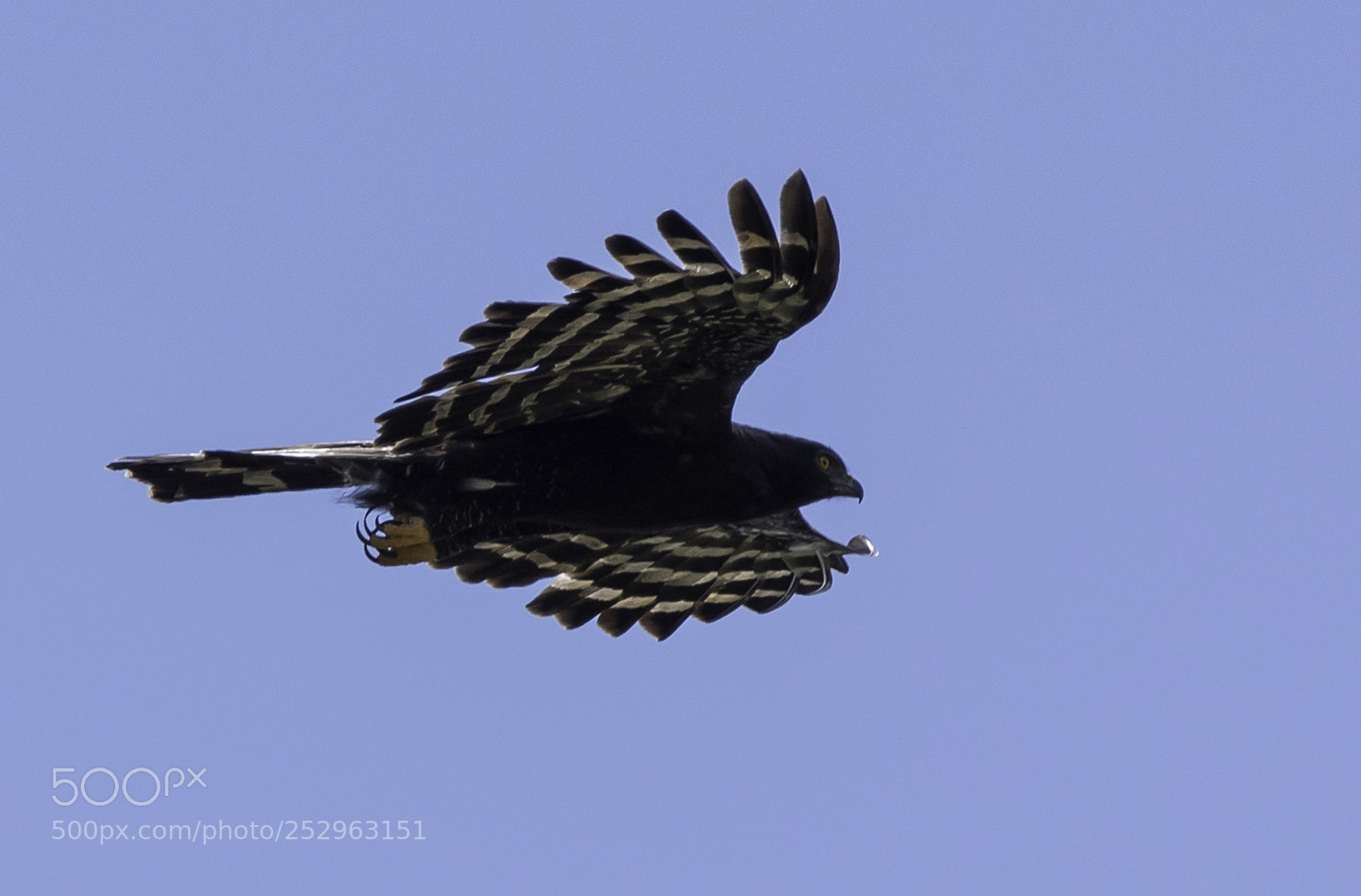 Nikon D750 sample photo. Black hawk-eagle photography