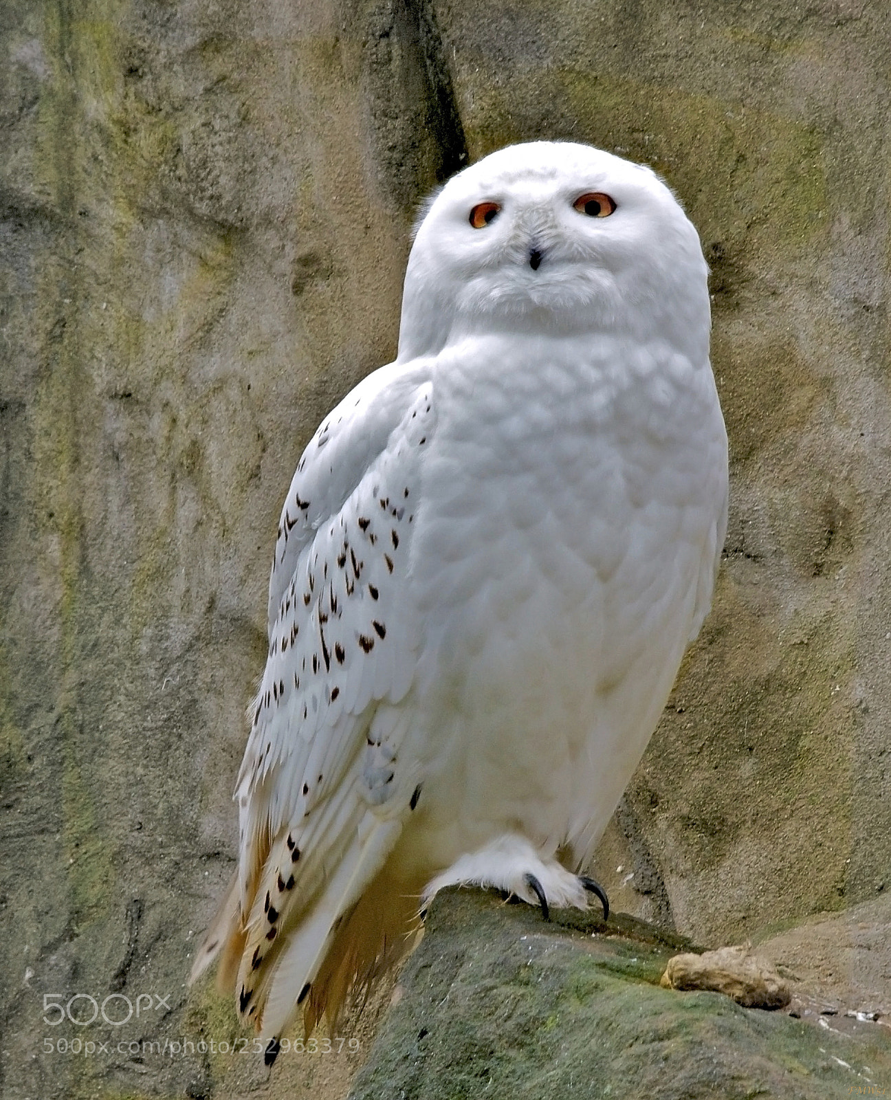 Sony SLT-A55 (SLT-A55V) sample photo. Snow owl portrait photography