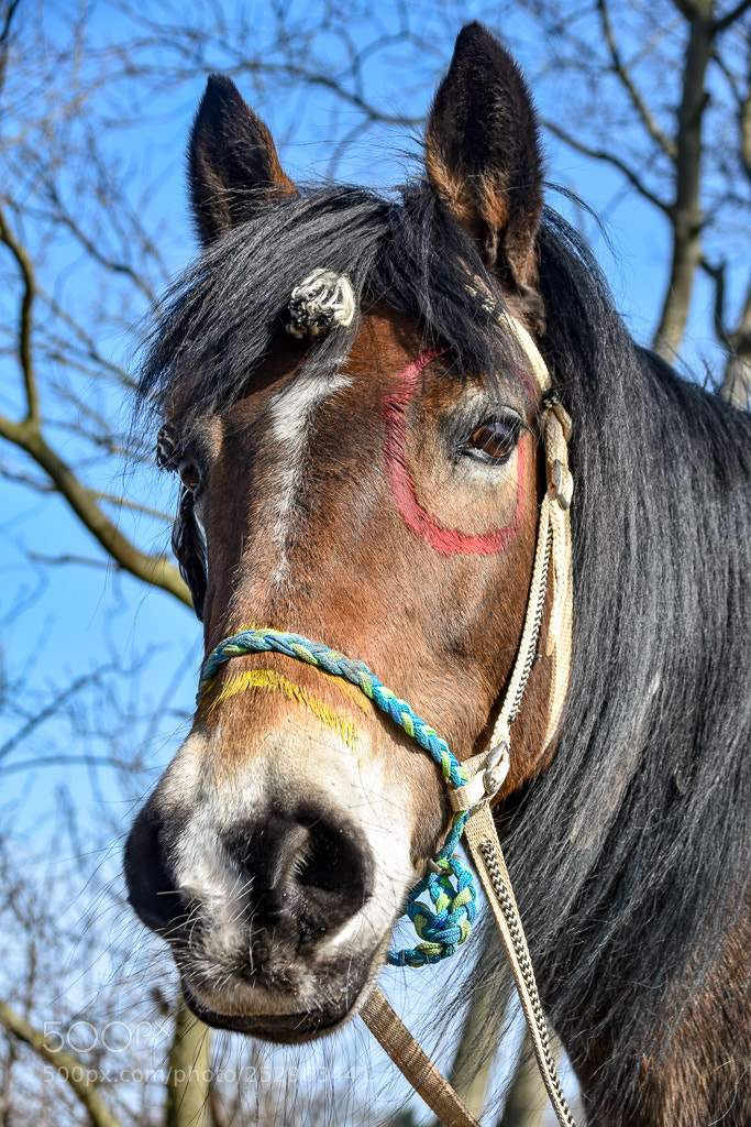 Nikon D7200 sample photo. Untitled photography