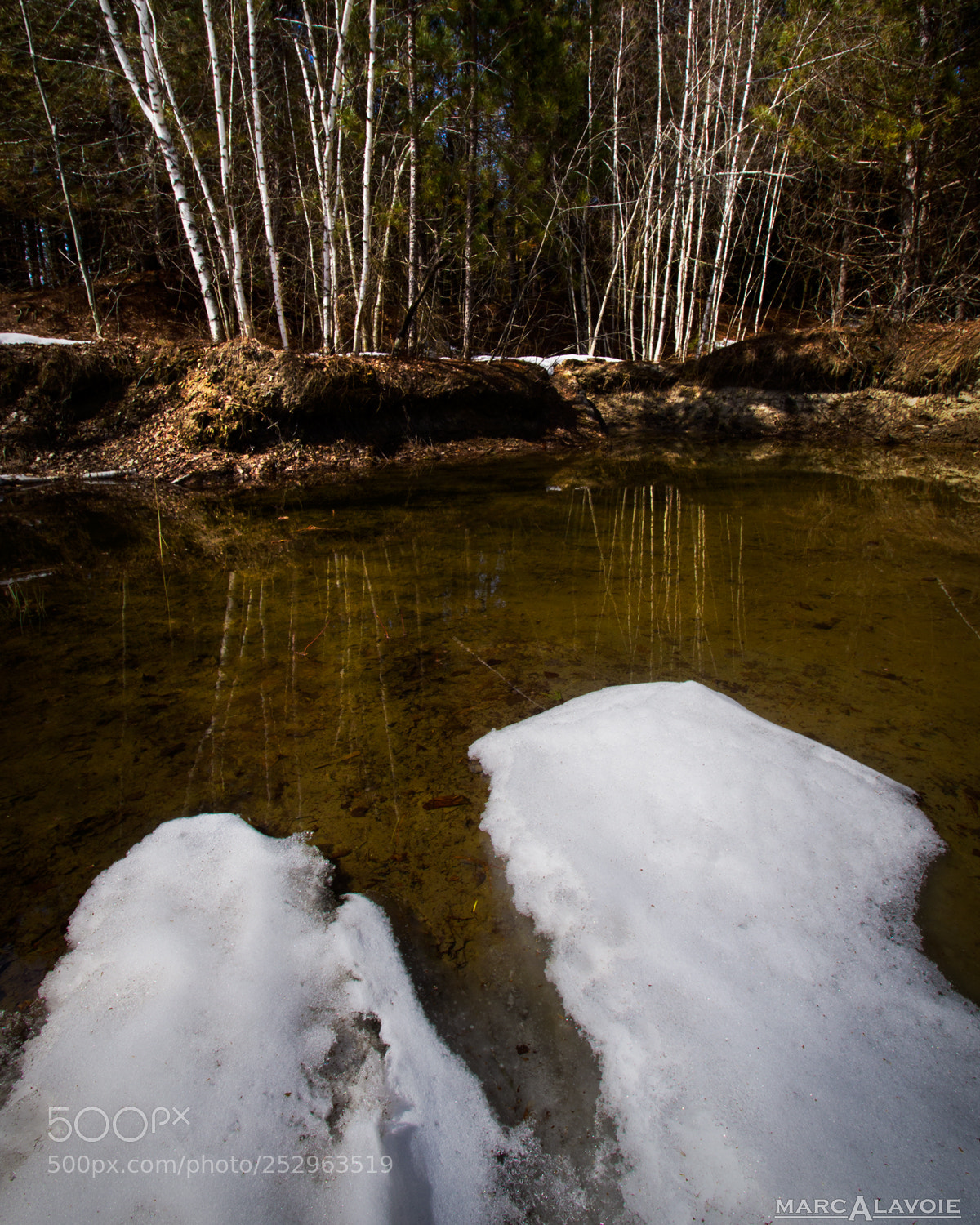 Pentax K-3 sample photo. Early spring birch reflection photography