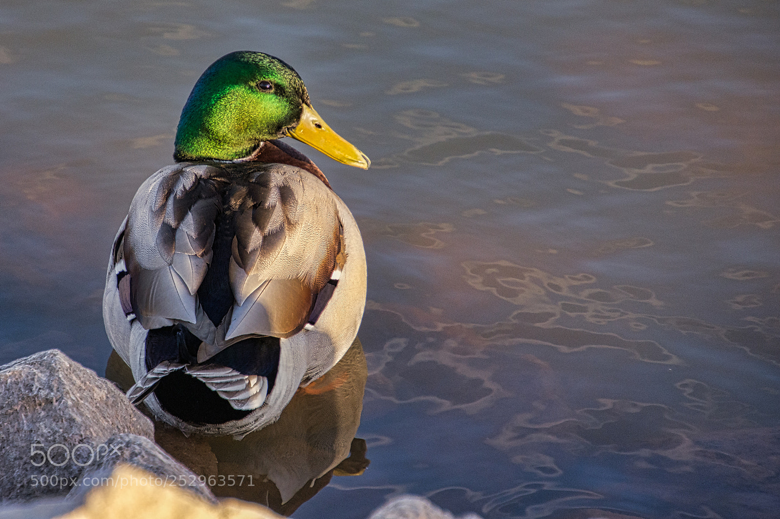 Nikon D7200 sample photo. Mallard - golden hour photography