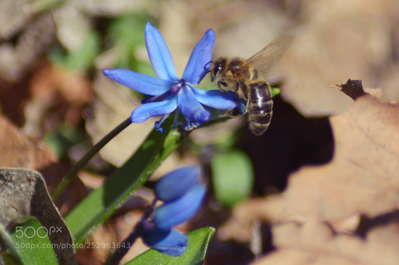 Nikon D3200 sample photo. Wiosna photography