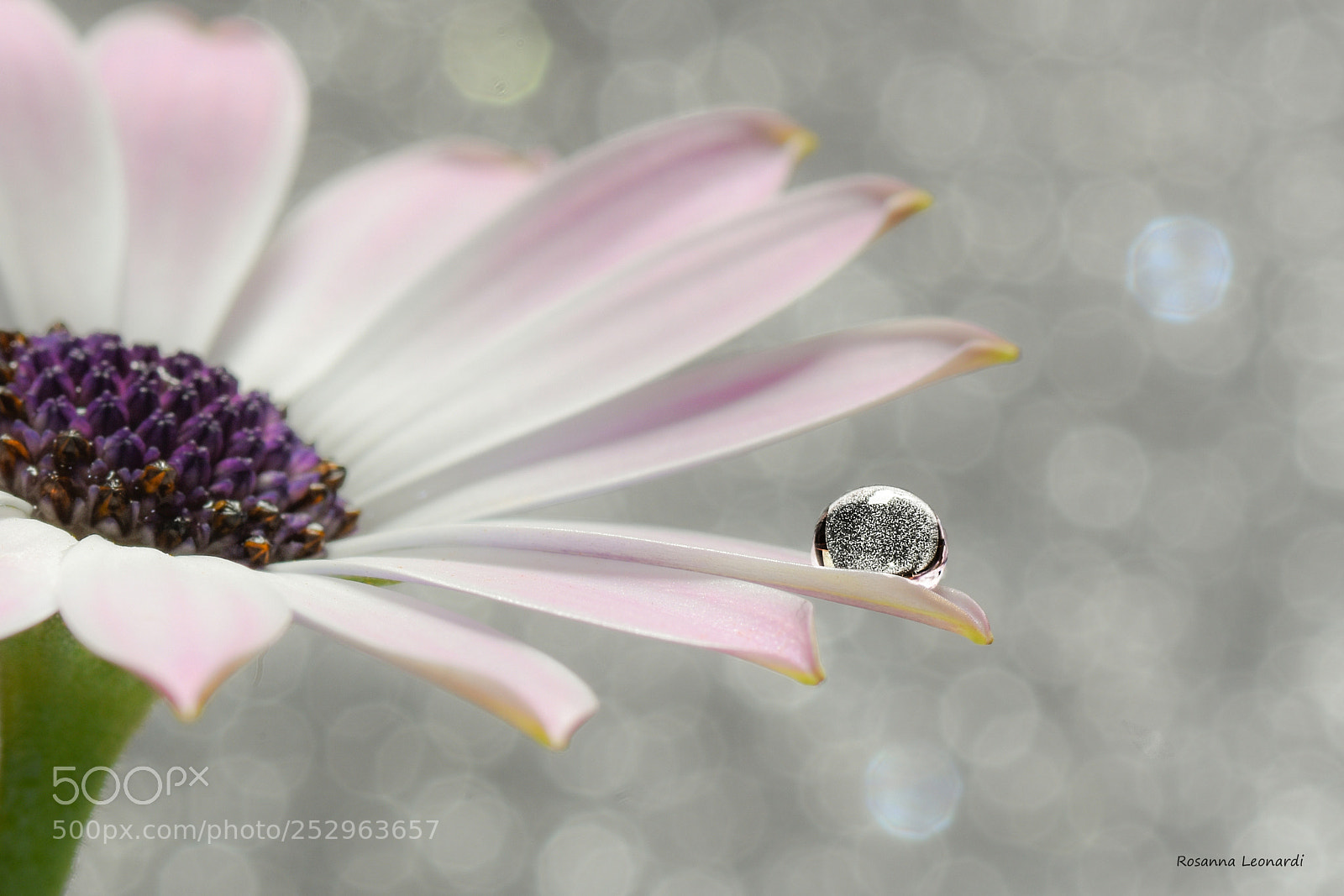 Nikon D7200 sample photo. " diamond " photography