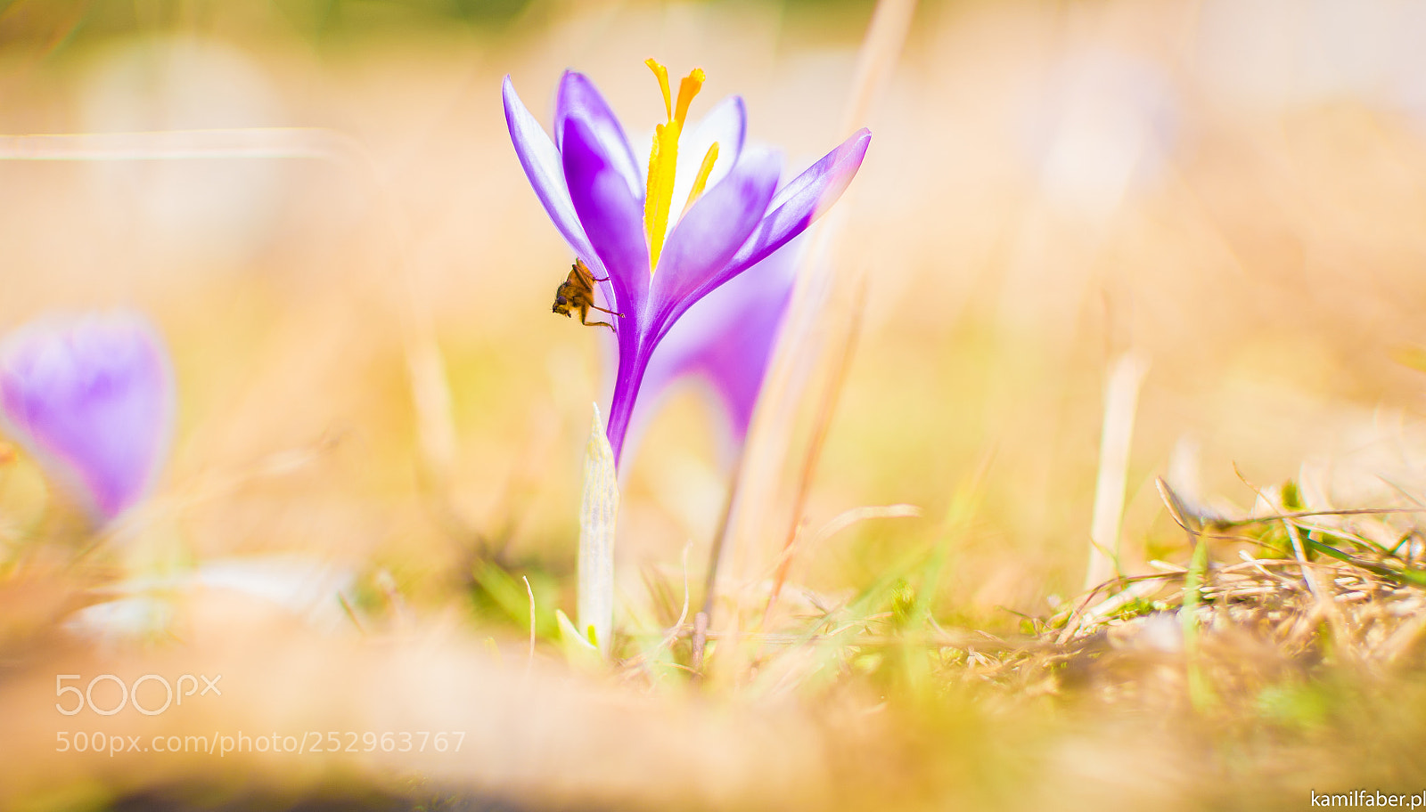 Nikon D5200 sample photo. Hocus crocus photography