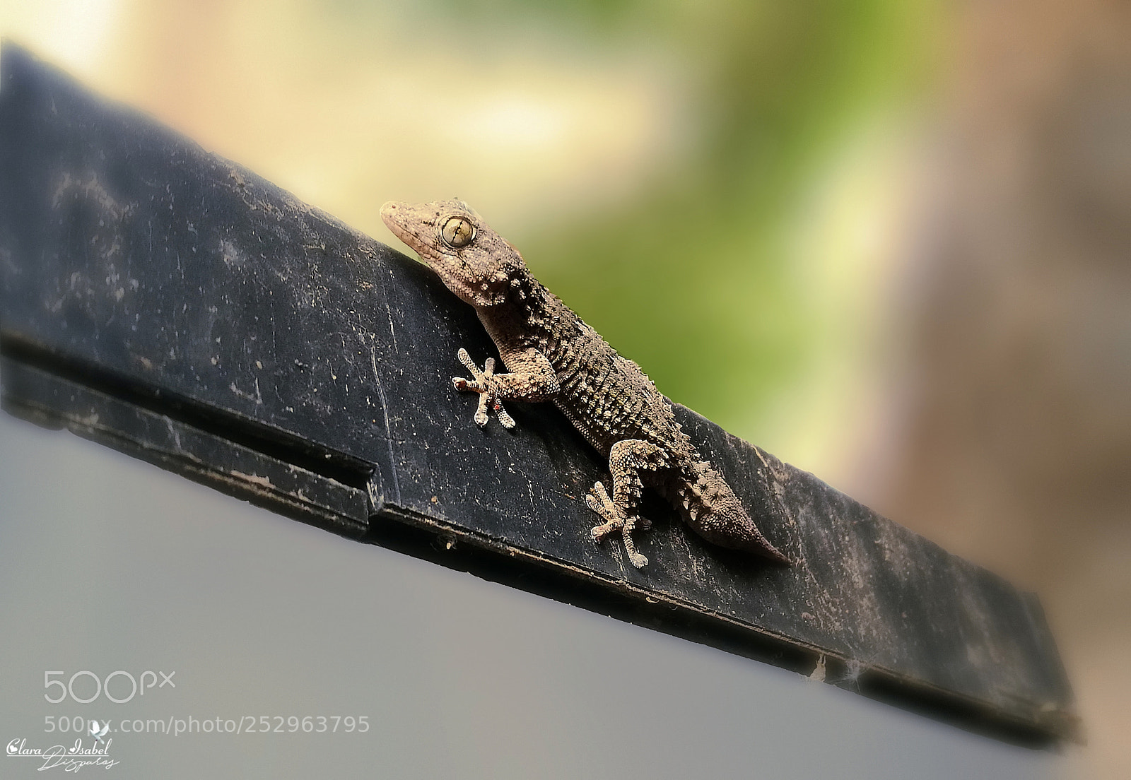 HUAWEI P9 Plus sample photo. Lagartija. photography