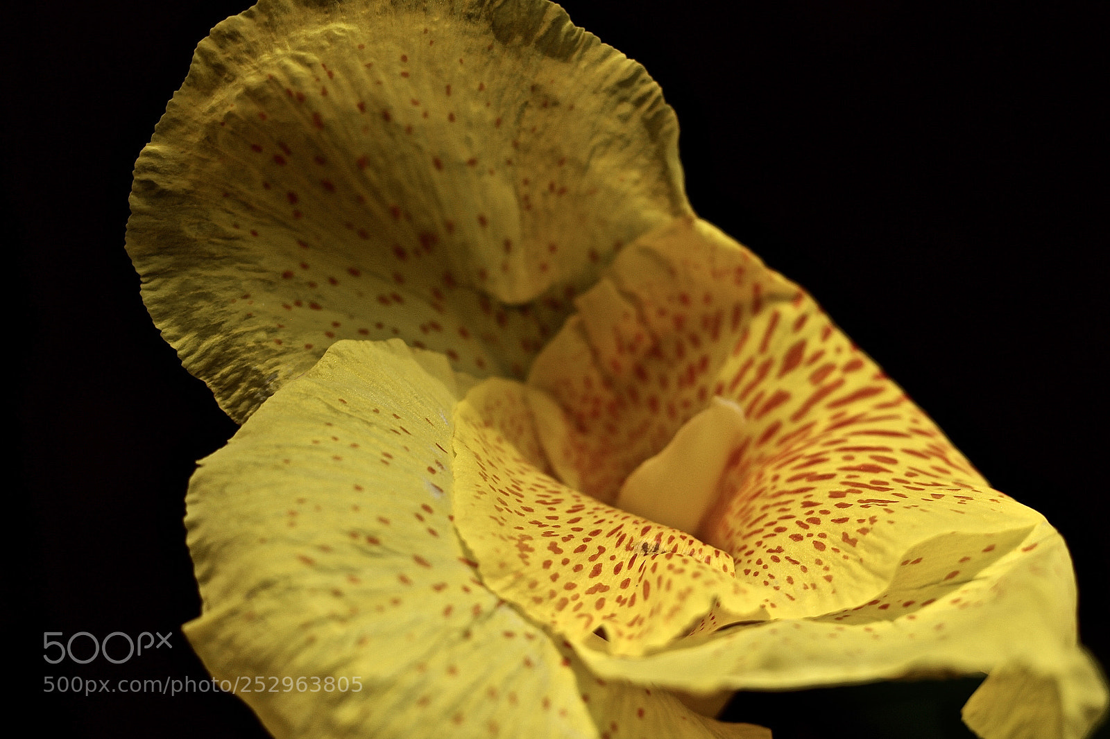 Canon EOS 700D (EOS Rebel T5i / EOS Kiss X7i) sample photo. Canna photography