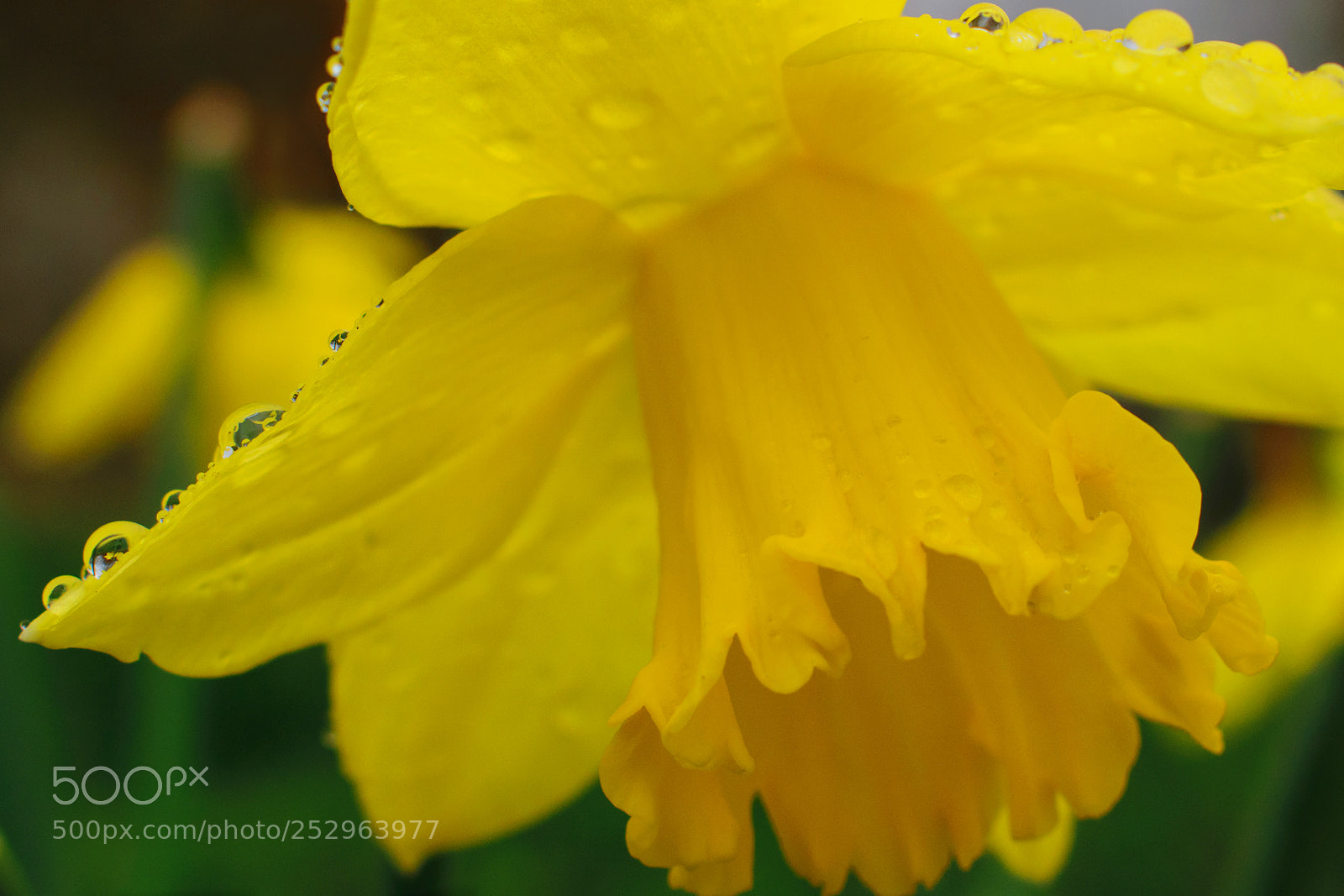 Nikon D3300 sample photo. Rainy days and mondays photography