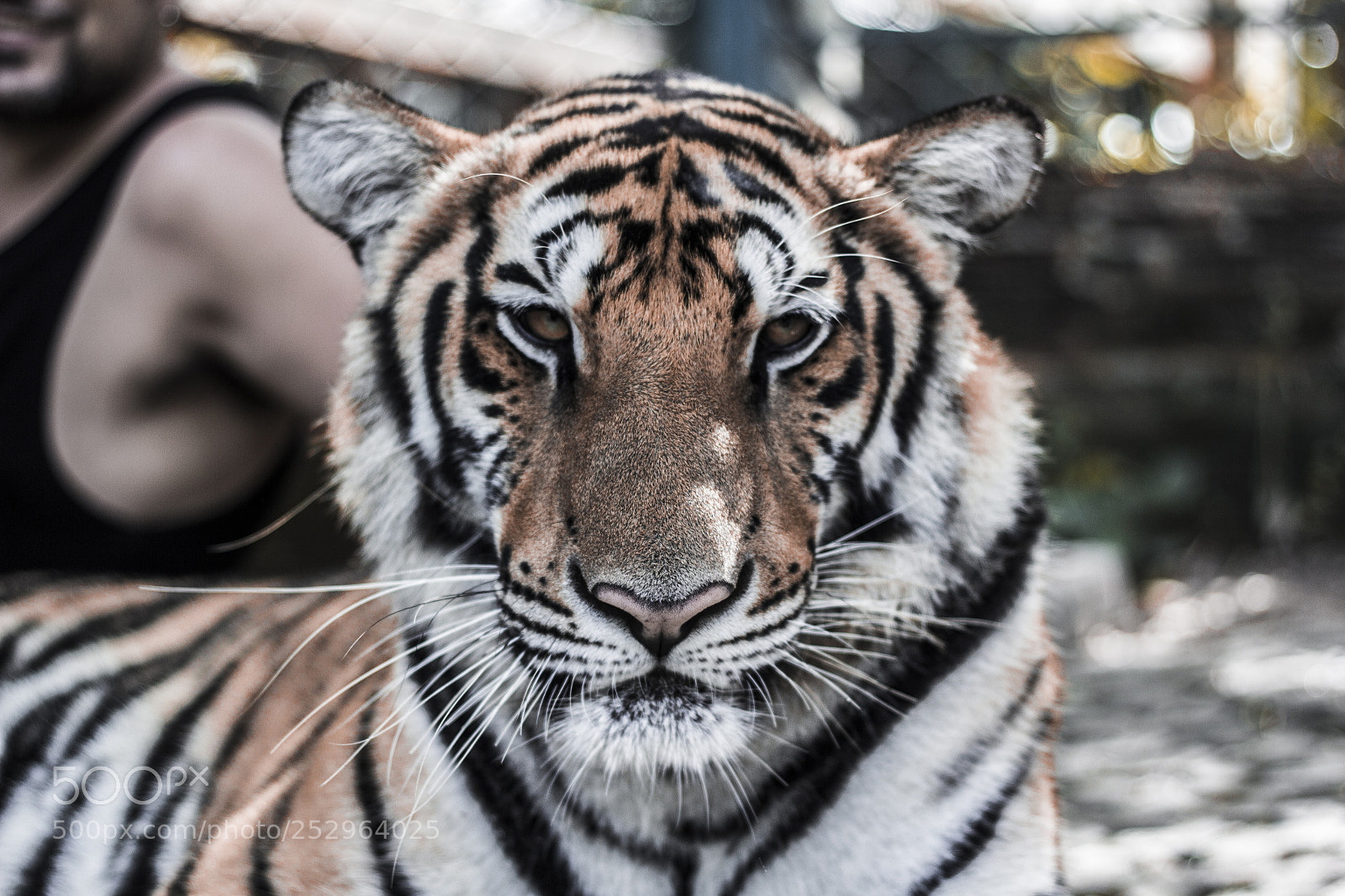 Canon EOS 60D sample photo. Tiger in chiang mai photography